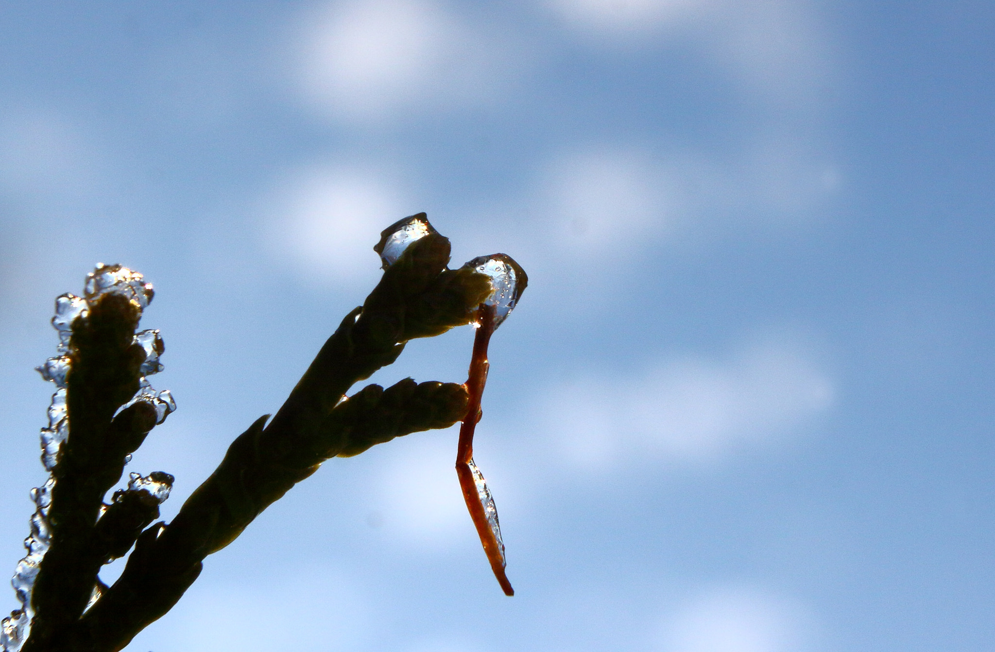 Canon EOS 50D + Sigma 18-50mm F2.8-4.5 DC OS HSM sample photo. Sun photography