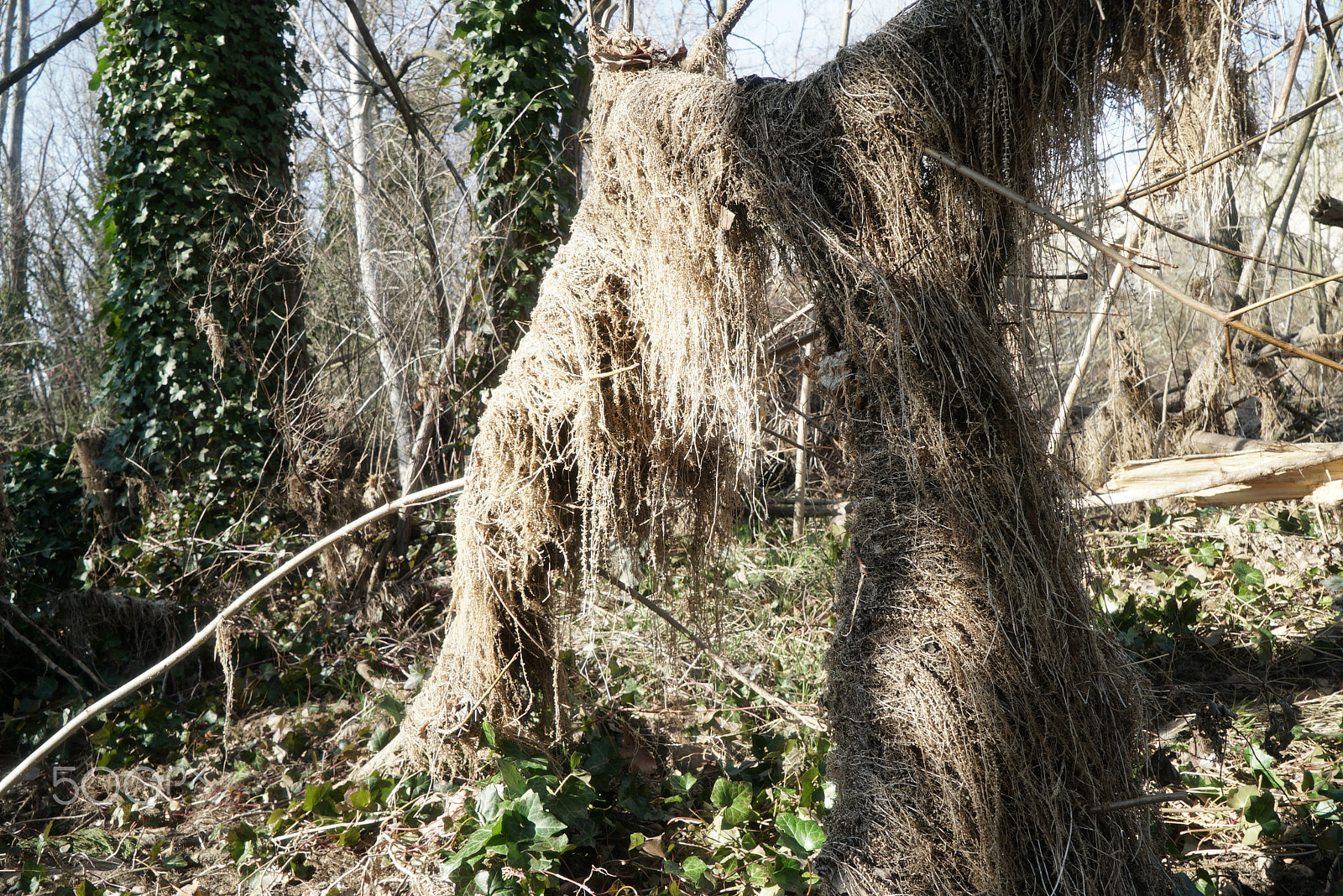 Sony a7S II + Sony Vario Tessar T* FE 24-70mm F4 ZA OSS sample photo. The yeti photography