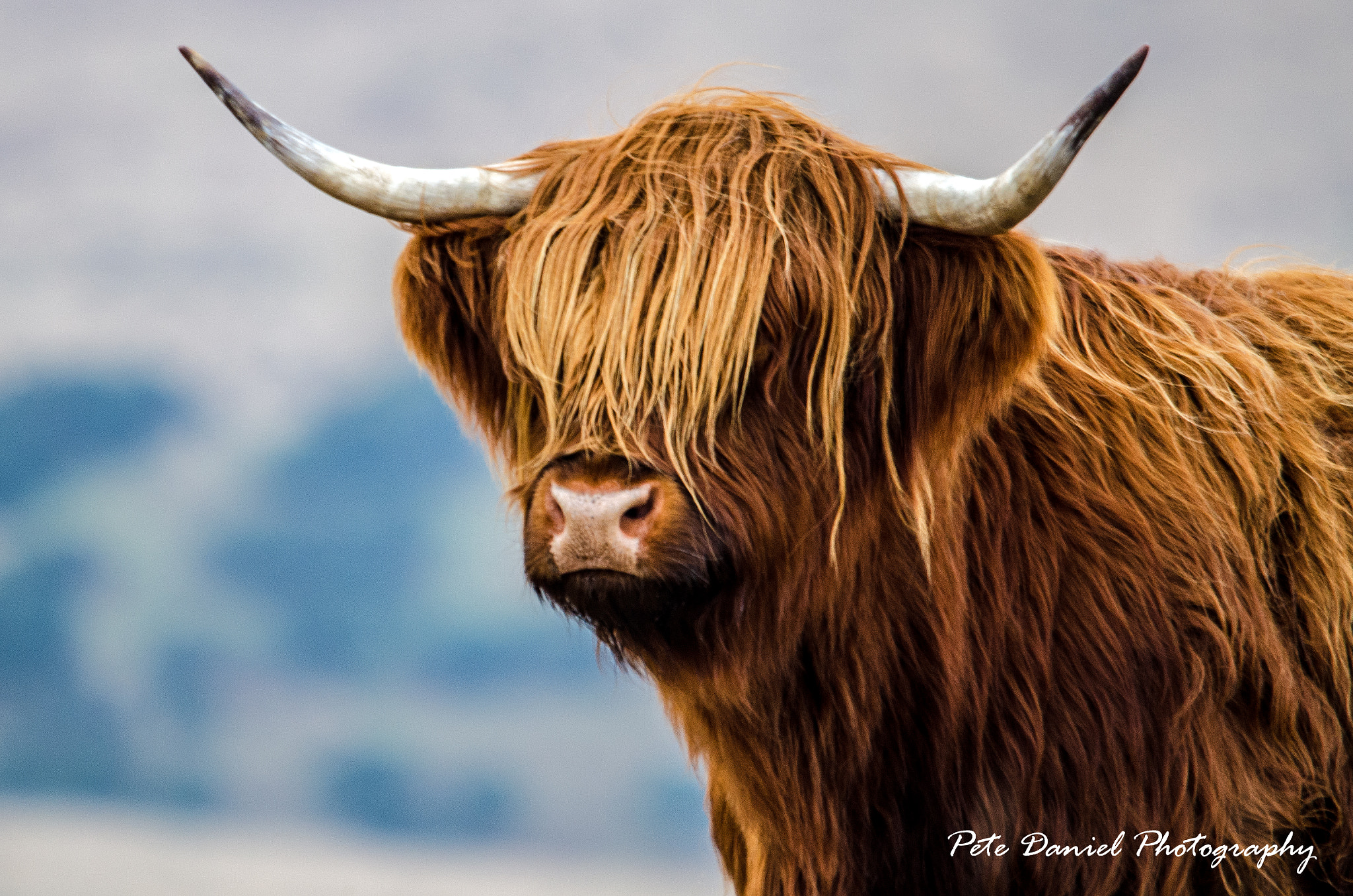 Nikon D7000 + Sigma 150-500mm F5-6.3 DG OS HSM sample photo. Highlander photography