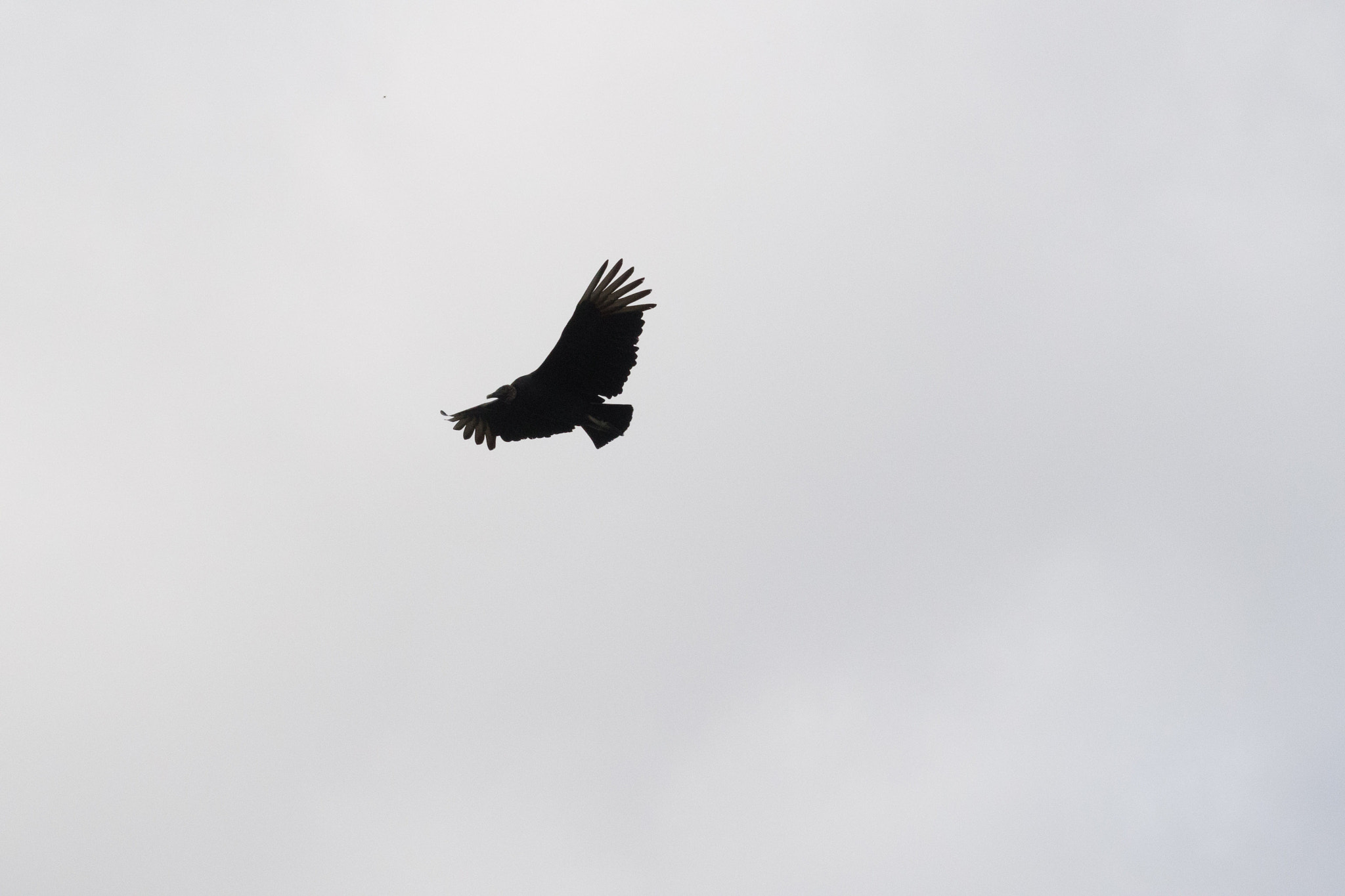 Nikon 1 Nikkor VR 70-300mm F4.5-5.6 sample photo. Vulture in flight photography