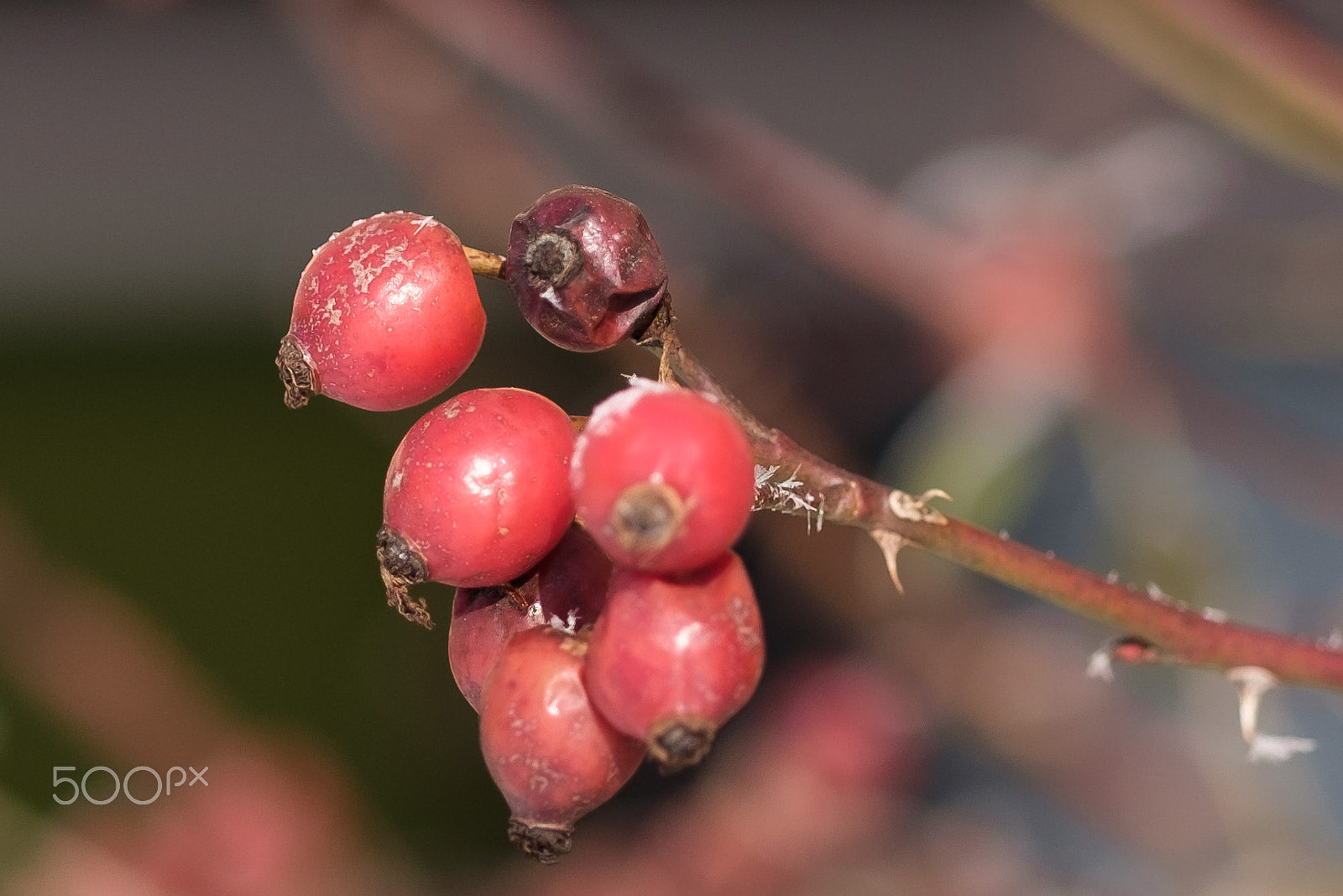 Fujifilm X-T1 sample photo. Hagebutten zwischen frost und sonne photography