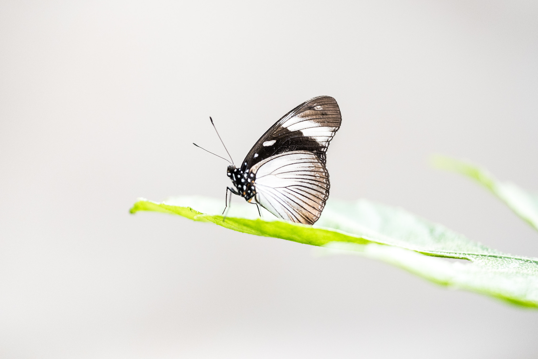 Nikon D750 + Sigma 150mm F2.8 EX DG OS Macro HSM sample photo. Papilio dardanus photography