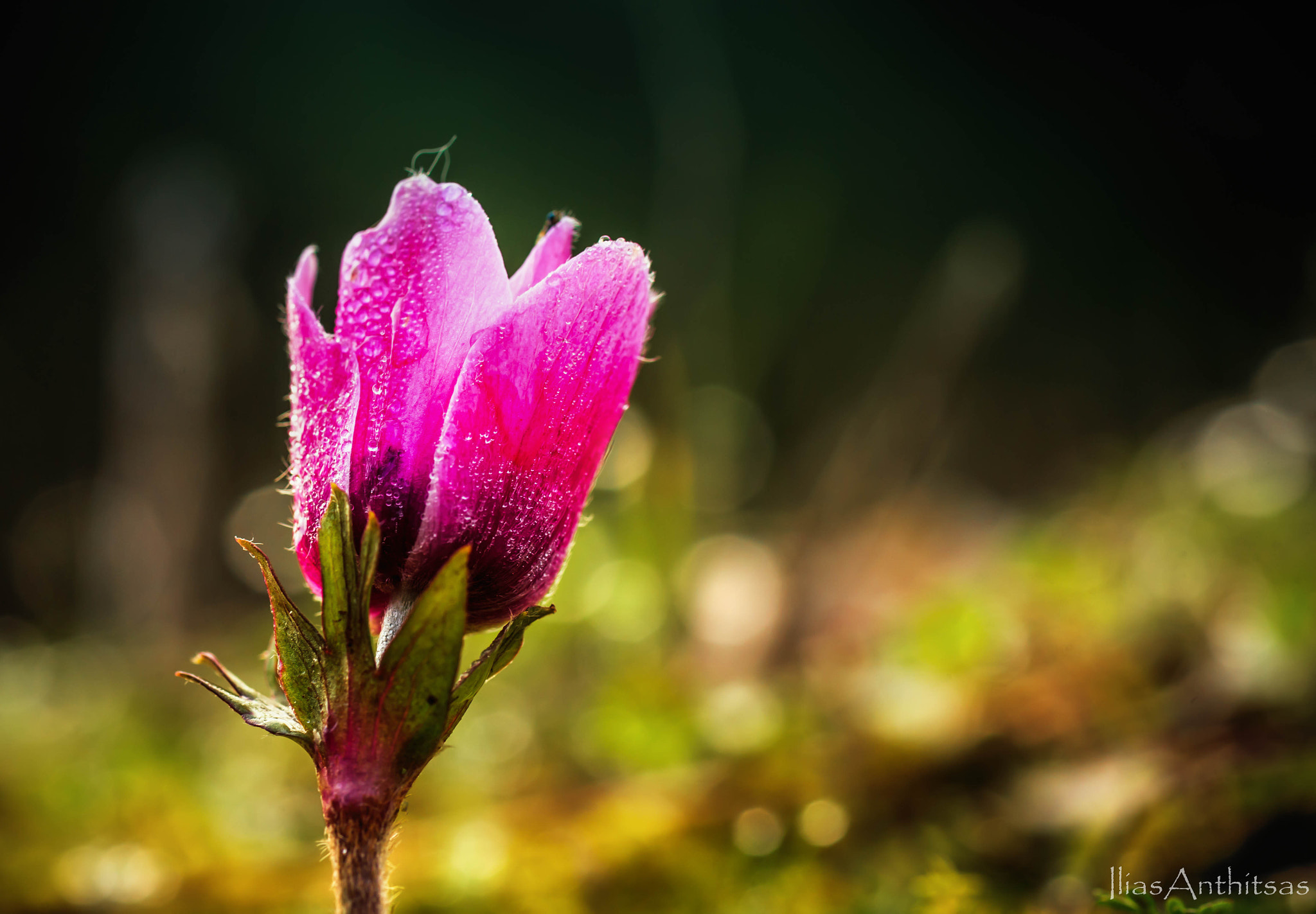 Canon EOS 6D + Tamron SP AF 90mm F2.8 Di Macro sample photo. Anemone photography