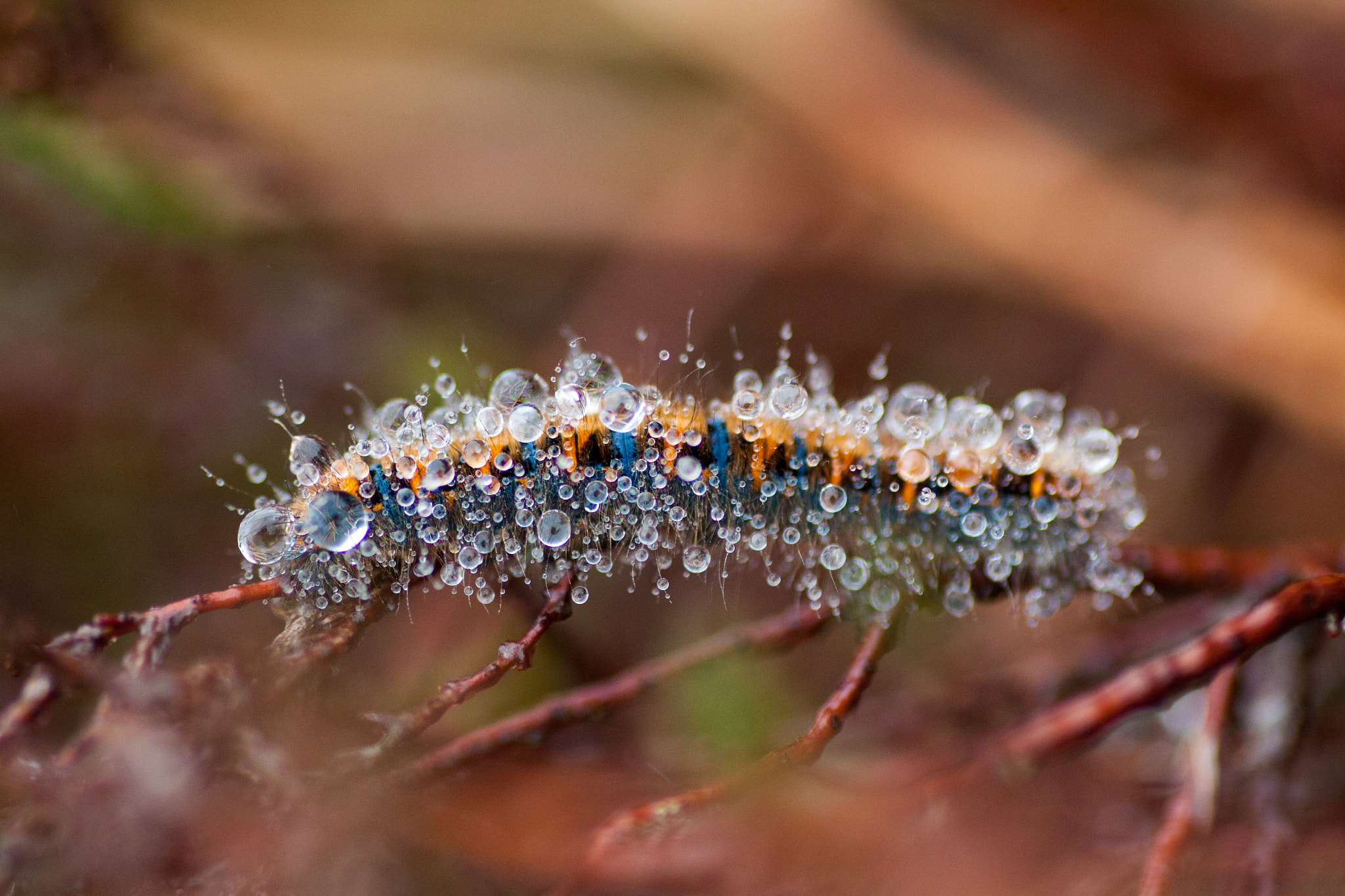 Tamron SP AF 90mm F2.8 Di Macro sample photo. Drinker caterpillar bluestacks photography