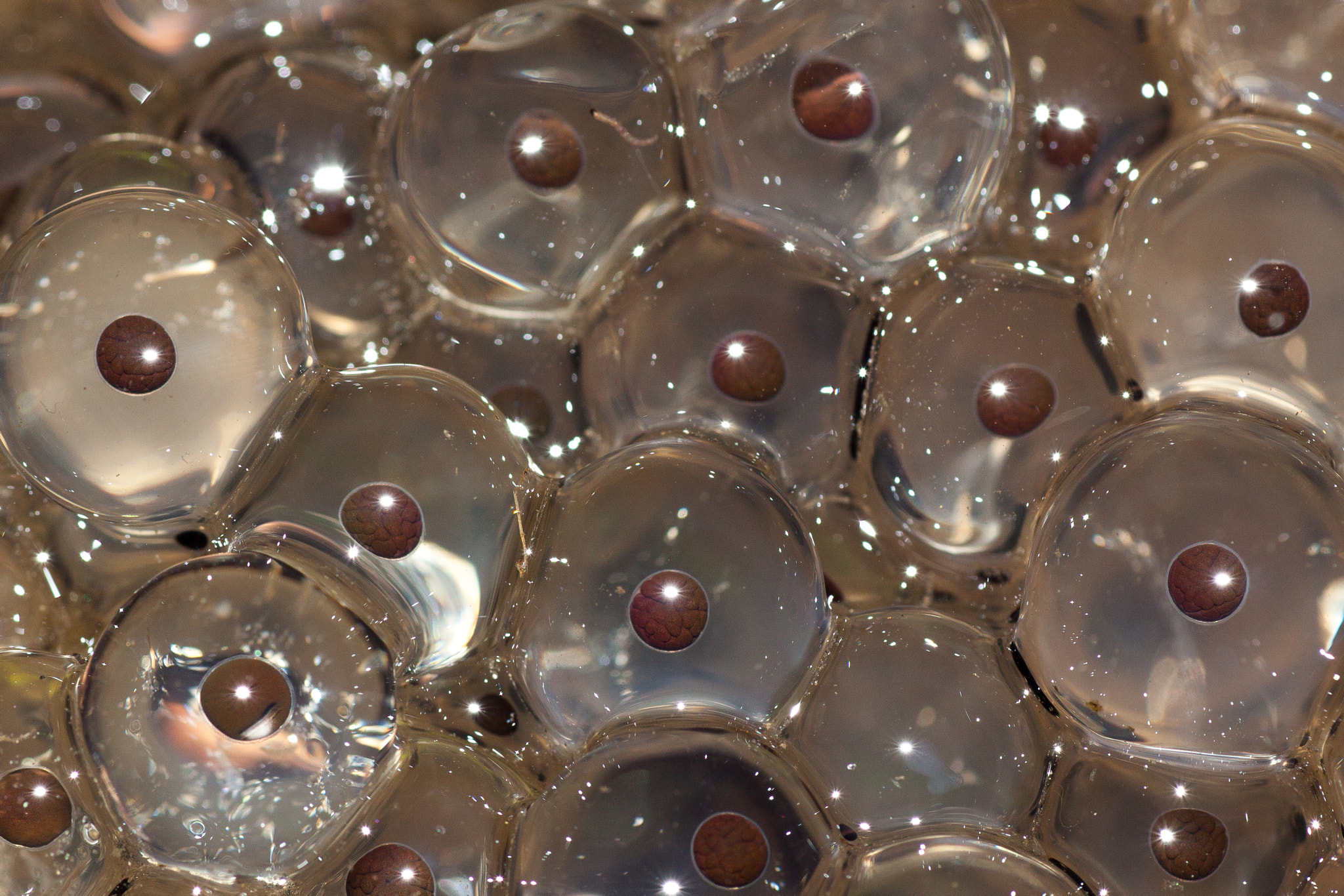 Tamron SP AF 90mm F2.8 Di Macro sample photo. Frogs spawn bluestacks photography