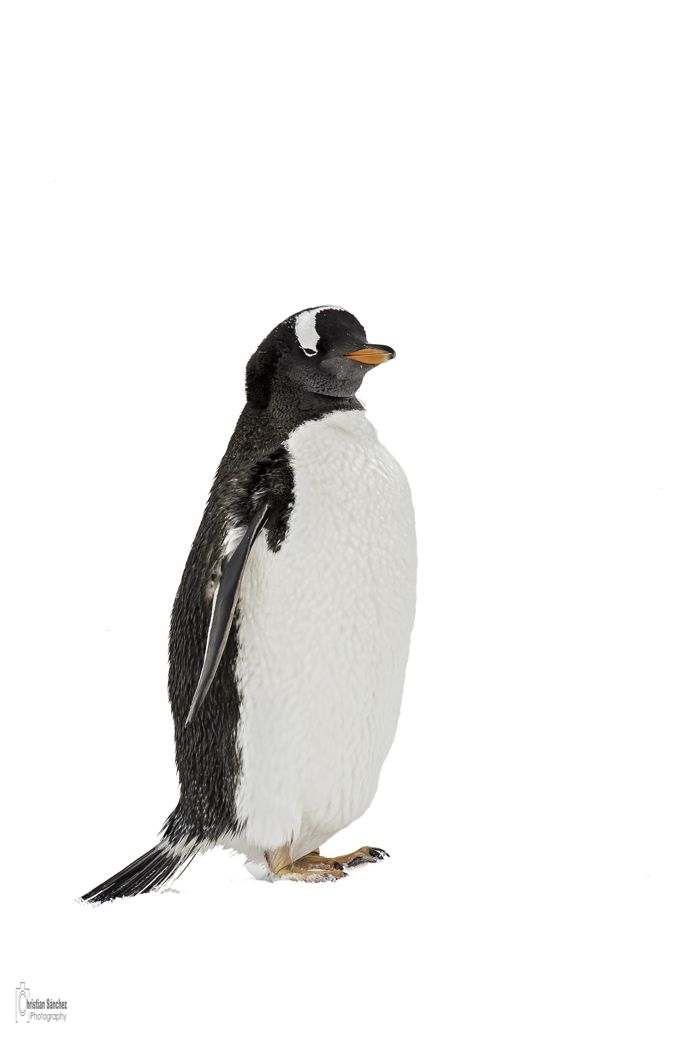 Nikon AF-S Nikkor 300mm F2.8G ED VR II sample photo. Gentoo penguin photography