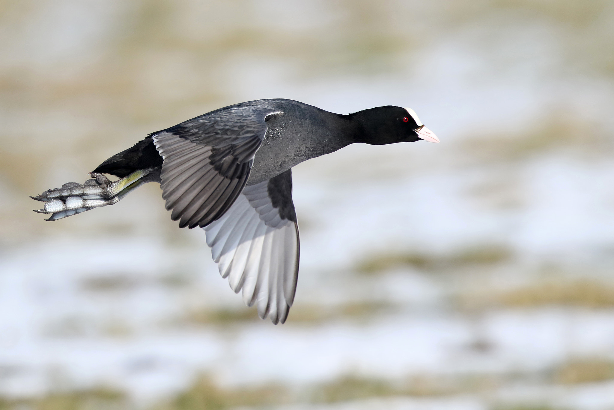 Canon EF 500mm F4L IS II USM sample photo. Fulica atra photography