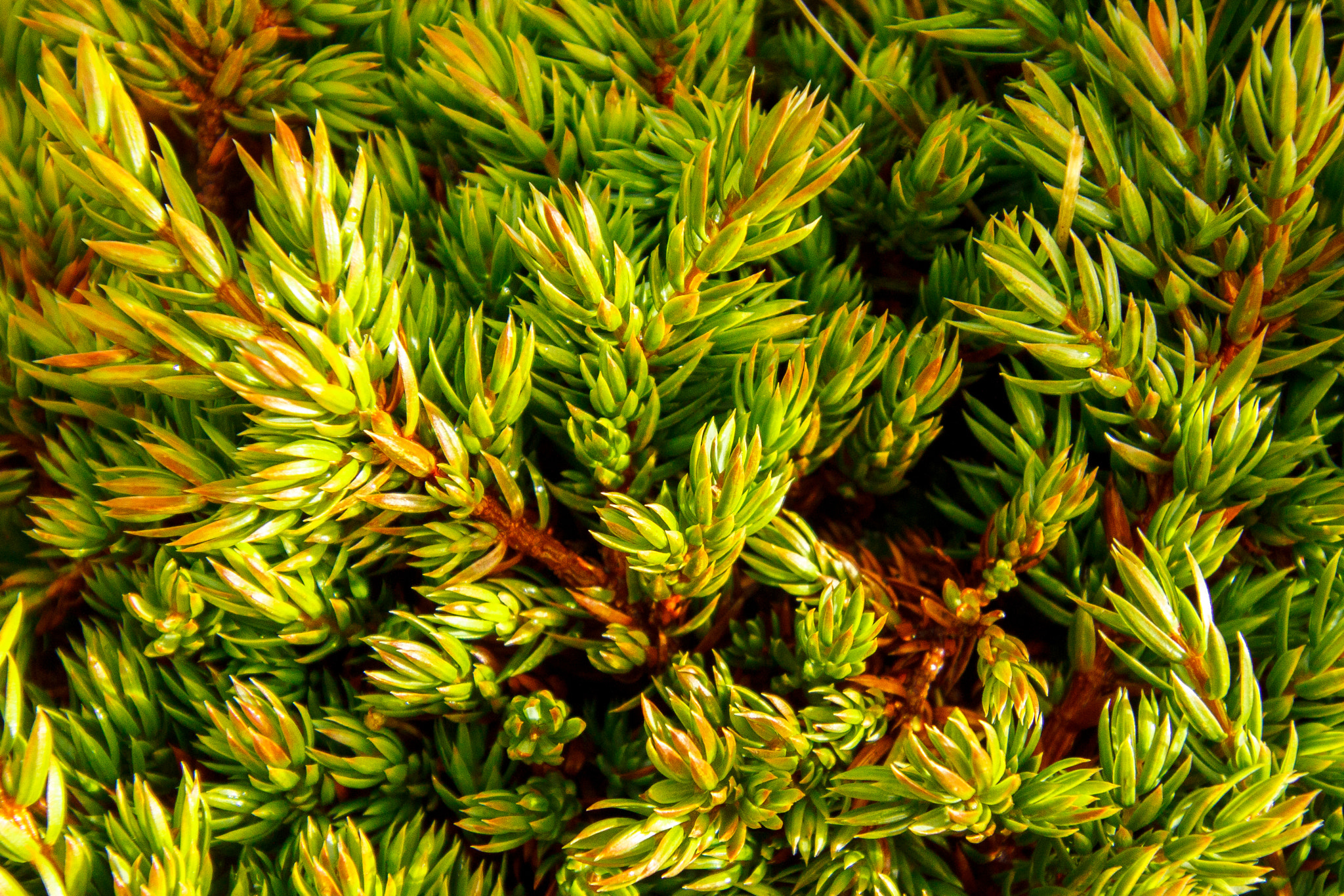 Canon EOS 500D (EOS Rebel T1i / EOS Kiss X3) sample photo. Juniper slieve tooey photography
