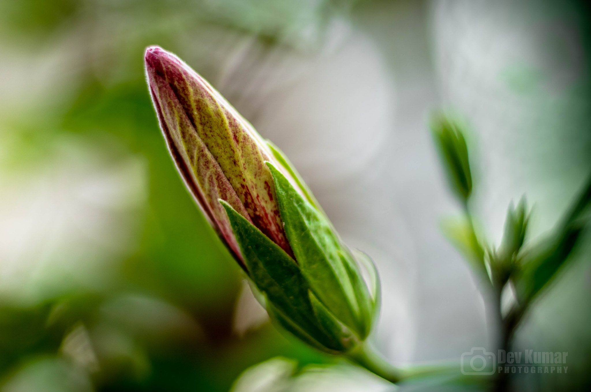 Canon EOS 650D (EOS Rebel T4i / EOS Kiss X6i) + Canon EF 50mm F1.8 STM sample photo. Budded flower photography