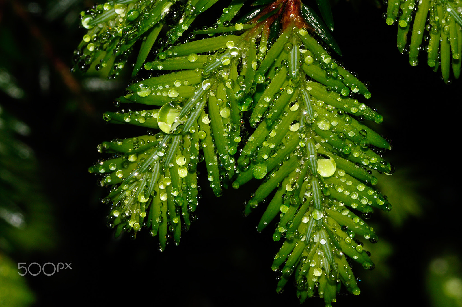 Nikon D90 sample photo. Raindrops photography