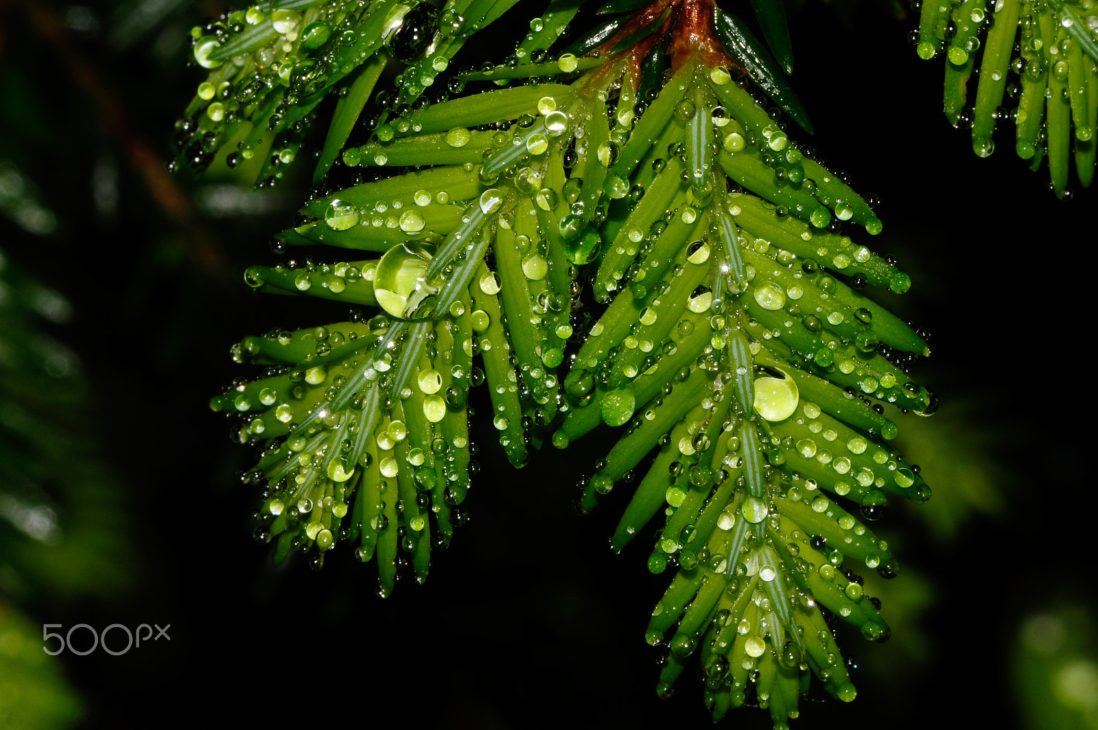 Nikon D90 + AF Zoom-Nikkor 75-300mm f/4.5-5.6 sample photo. Raindrops photography