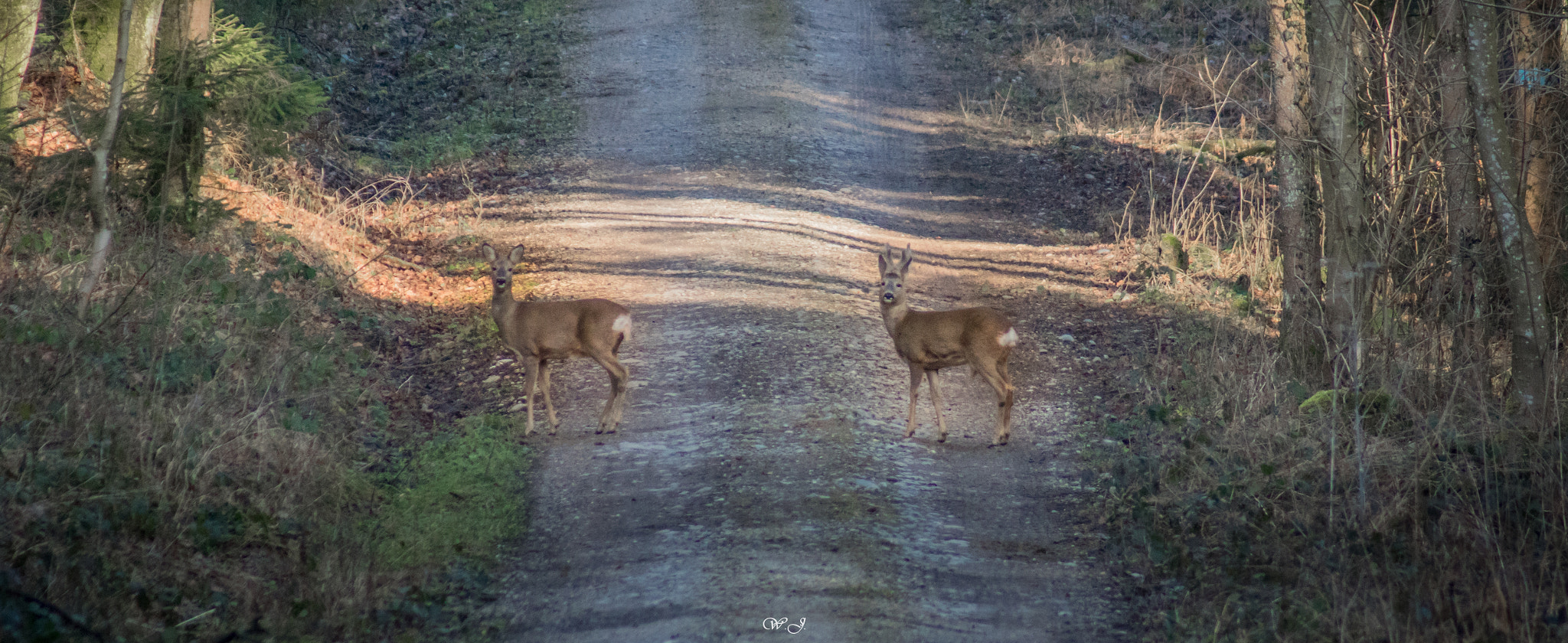 Sony ILCA-77M2 sample photo. Roe deers photography
