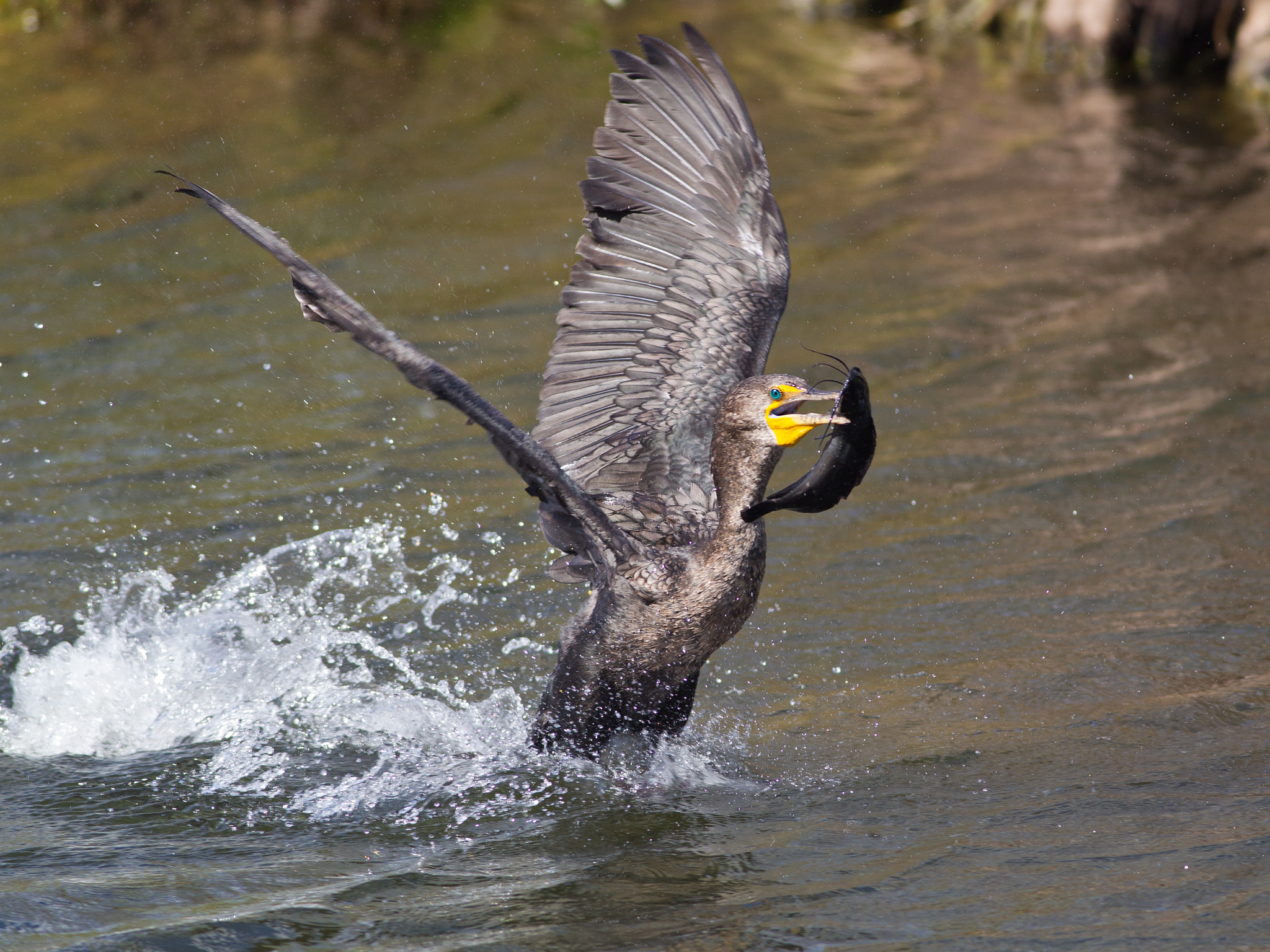 Canon EOS-1D Mark IV + Canon EF 400mm F5.6L USM sample photo. Double-crested cormorant photography