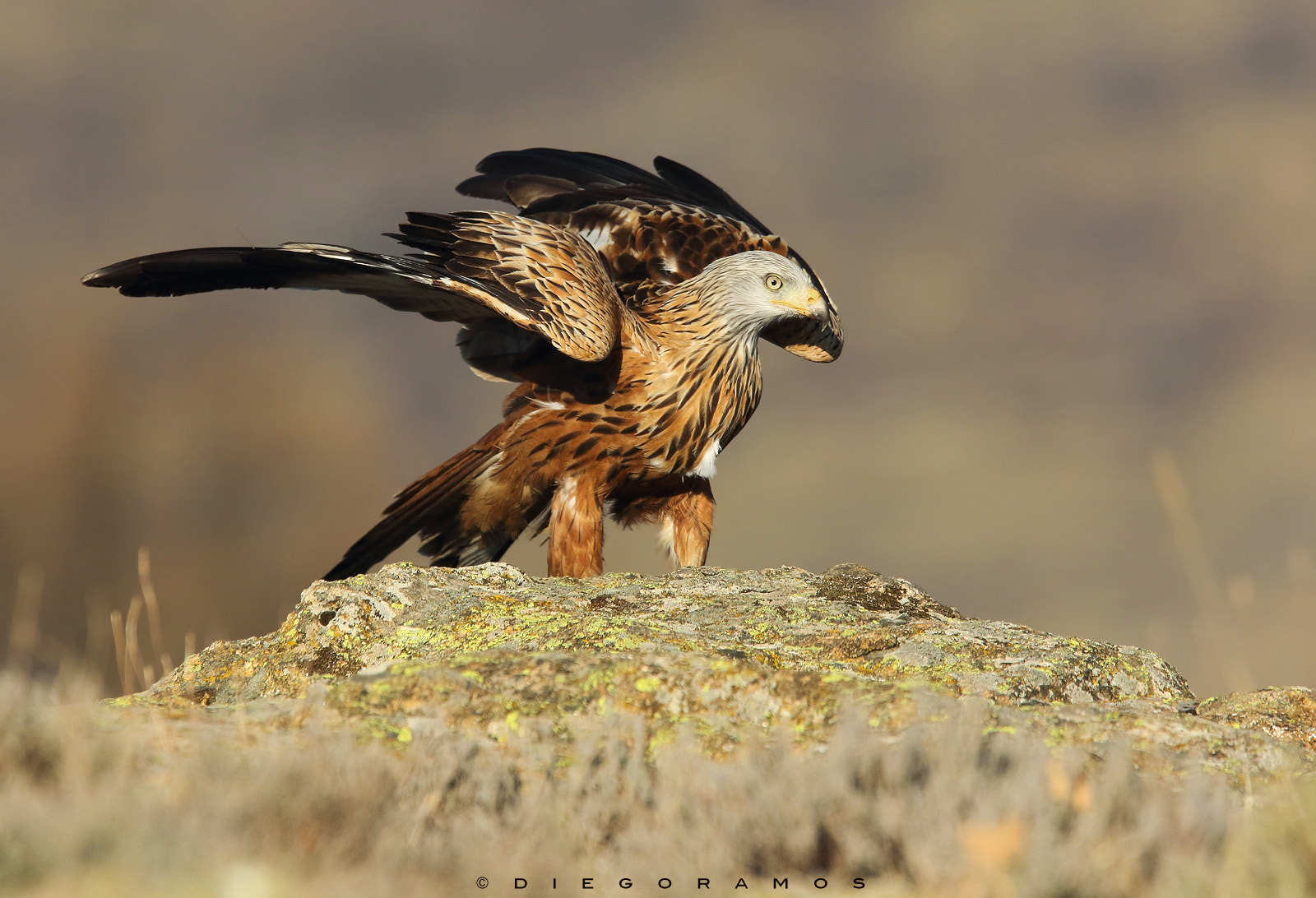 Canon EOS 7D Mark II + Canon EF 300mm F2.8L IS USM sample photo. The arrival of the milano photography