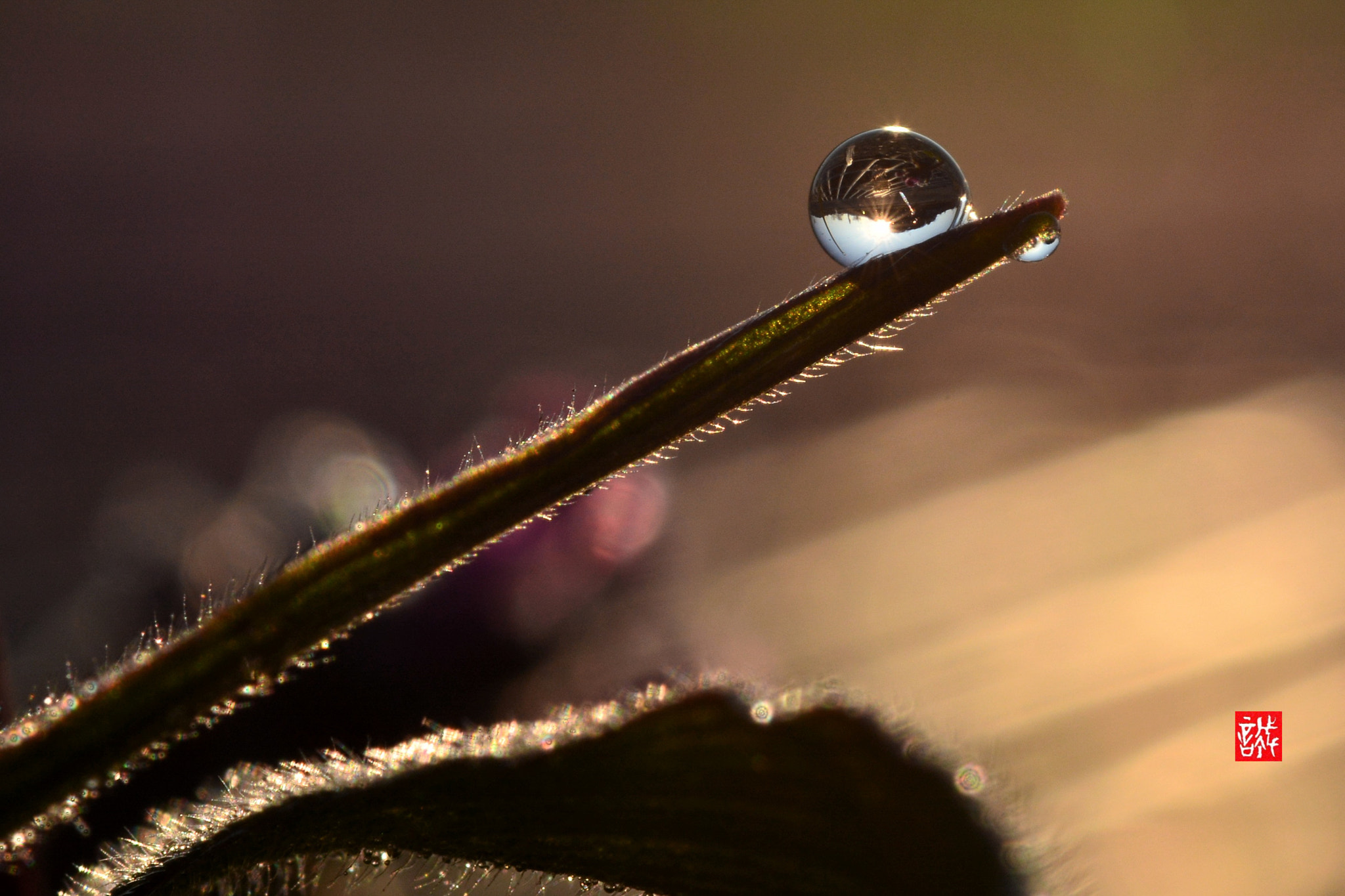 Nikon AF-S Micro-Nikkor 60mm F2.8G ED sample photo. Sunrise0225 photography