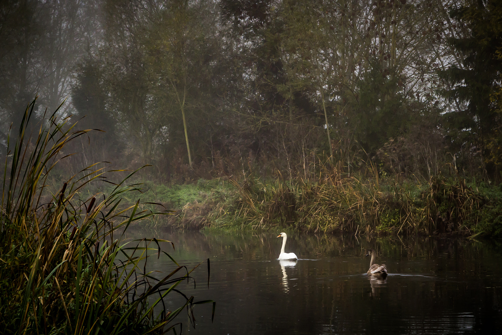 Canon EOS 60D + Canon EF 24-70mm F2.8L USM sample photo. Swan lake photography