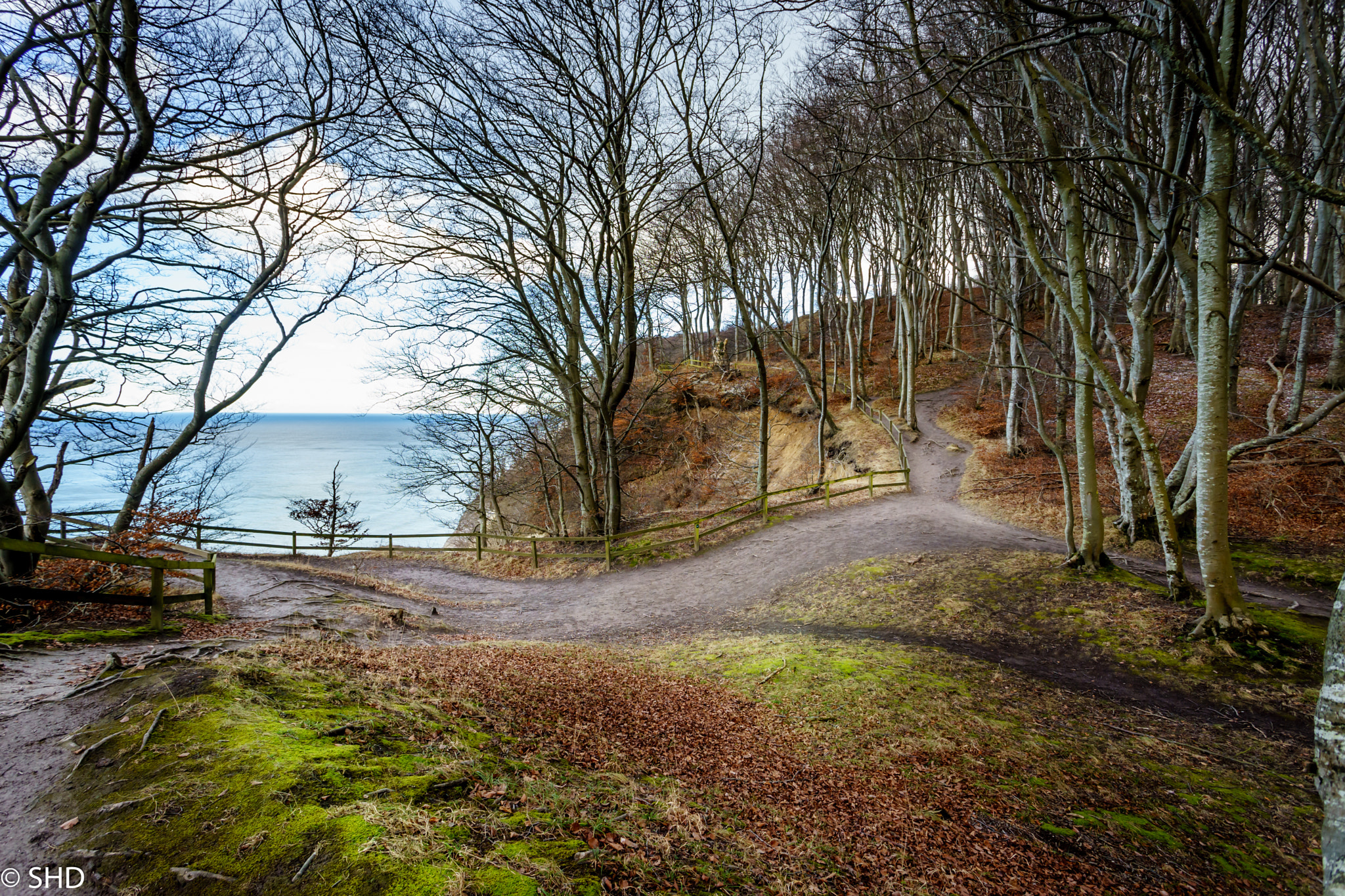 Sony a7 II + Canon EF 17-40mm F4L USM sample photo. Walk in the forest photography