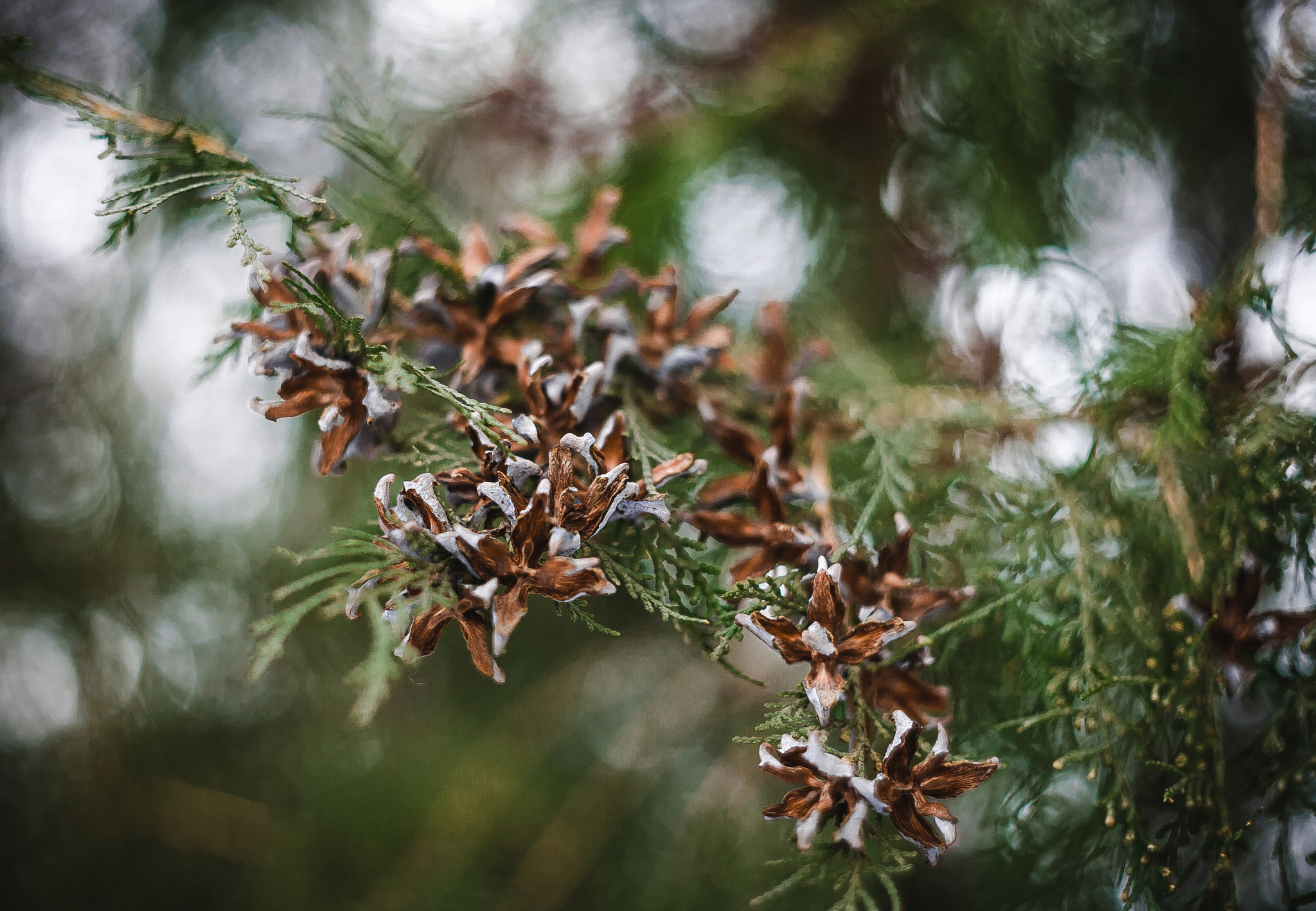 Canon EF 35-80mm f/4-5.6 sample photo. Img photography