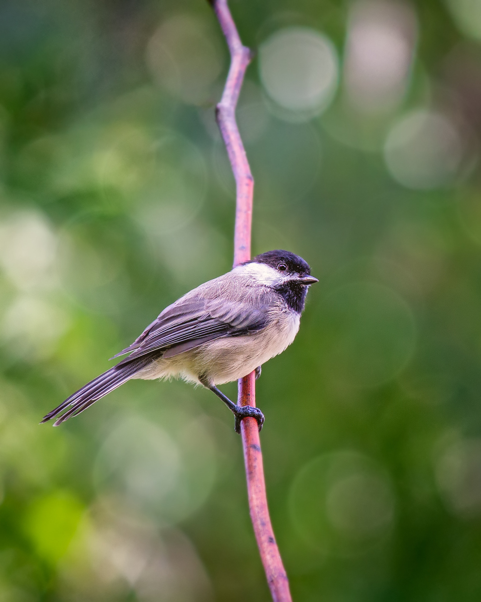 Canon EF-S 55-250mm F4-5.6 IS sample photo. Chickadee photography