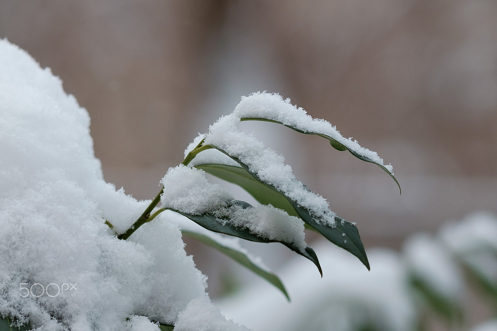 Fujifilm X-T1 + Fujifilm XF 90mm F2 R LM WR sample photo. Winter in forstenried photography