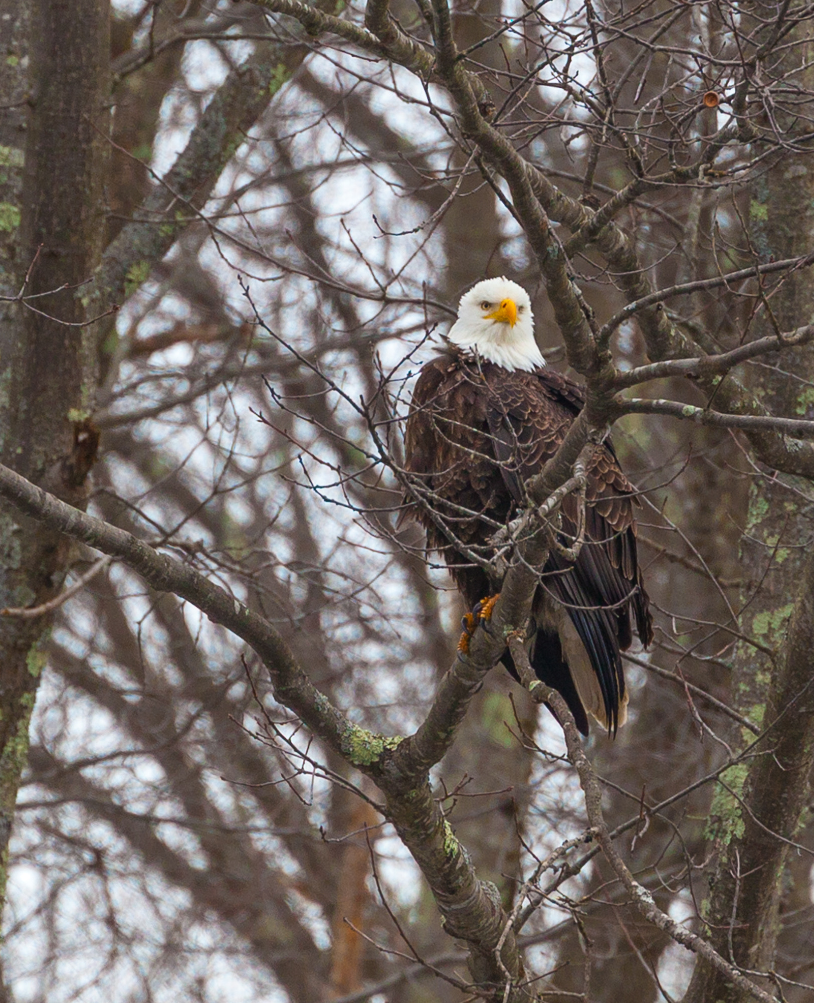 Canon EF 70-300mm F4-5.6L IS USM sample photo. An eagle's gaze photography