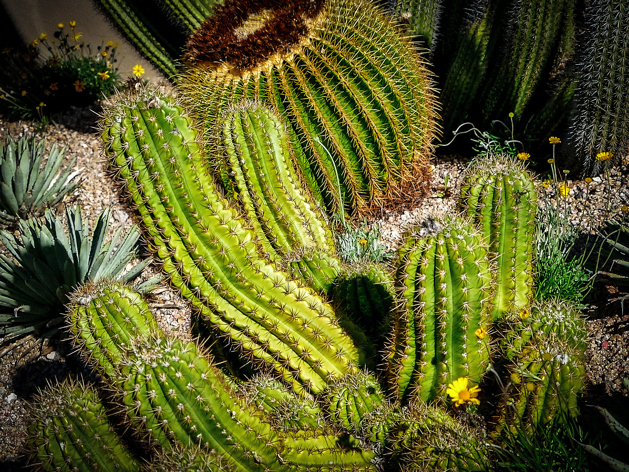 Panasonic Lumix DMC-GX85 (Lumix DMC-GX80 / Lumix DMC-GX7 Mark II) sample photo. Cactus sunshine embrace photography