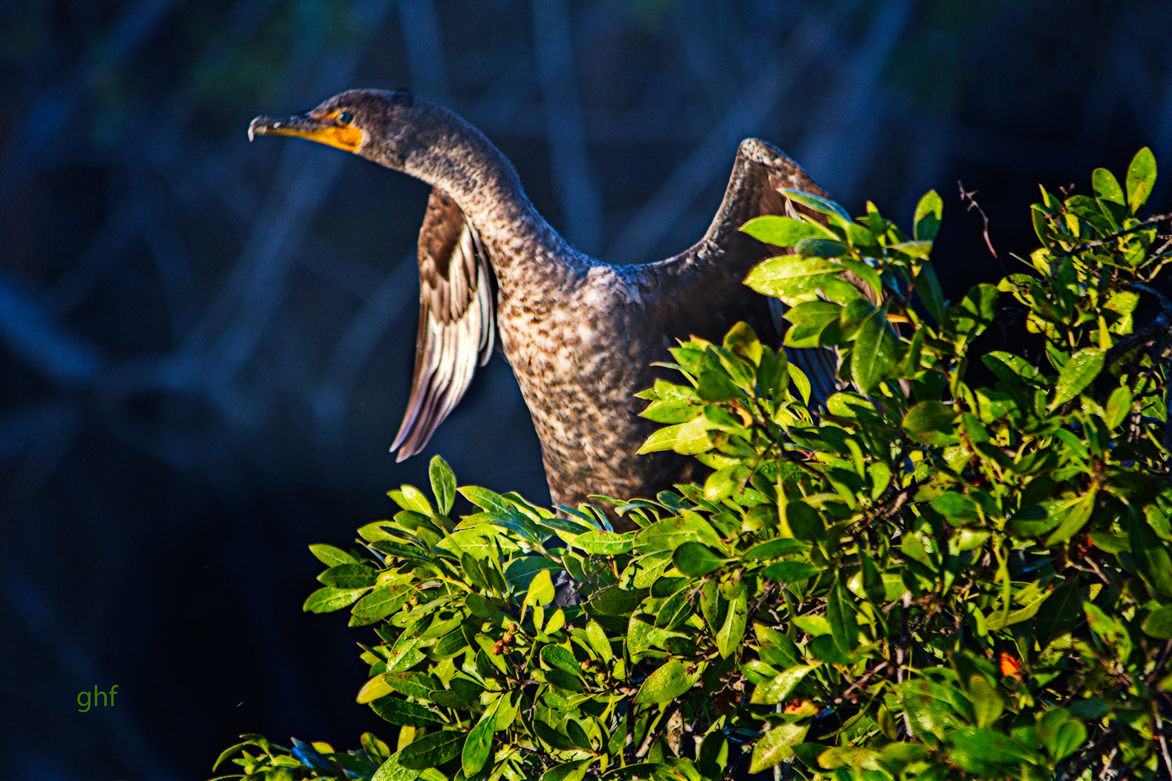 Canon EOS 760D (EOS Rebel T6s / EOS 8000D) sample photo. Cormorant baily tract photography
