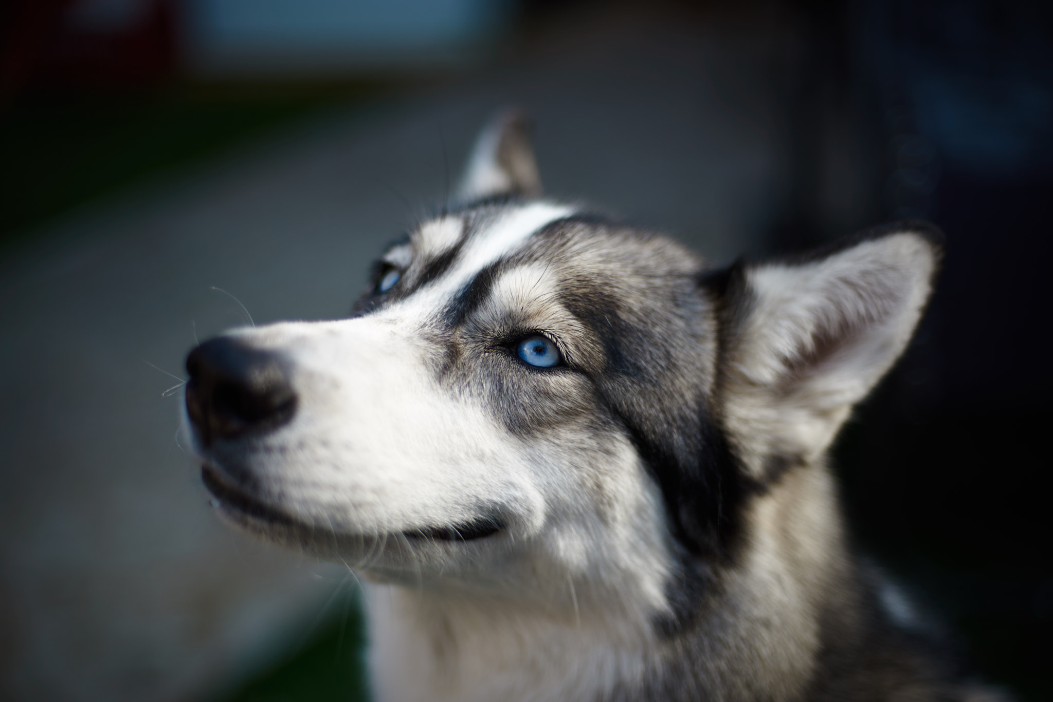 Nikon AF Nikkor 50mm F1.4D sample photo. Smizing venus photography