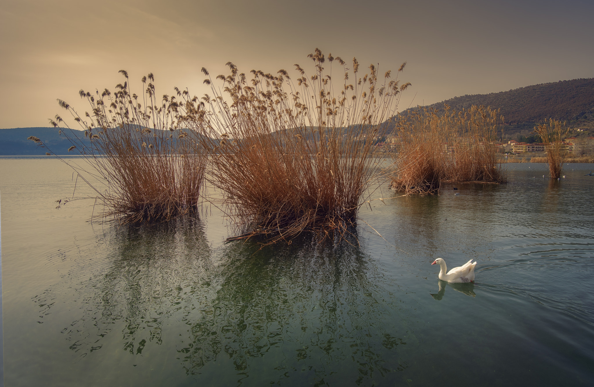 Pentax K-1 sample photo. Unknow bird photography