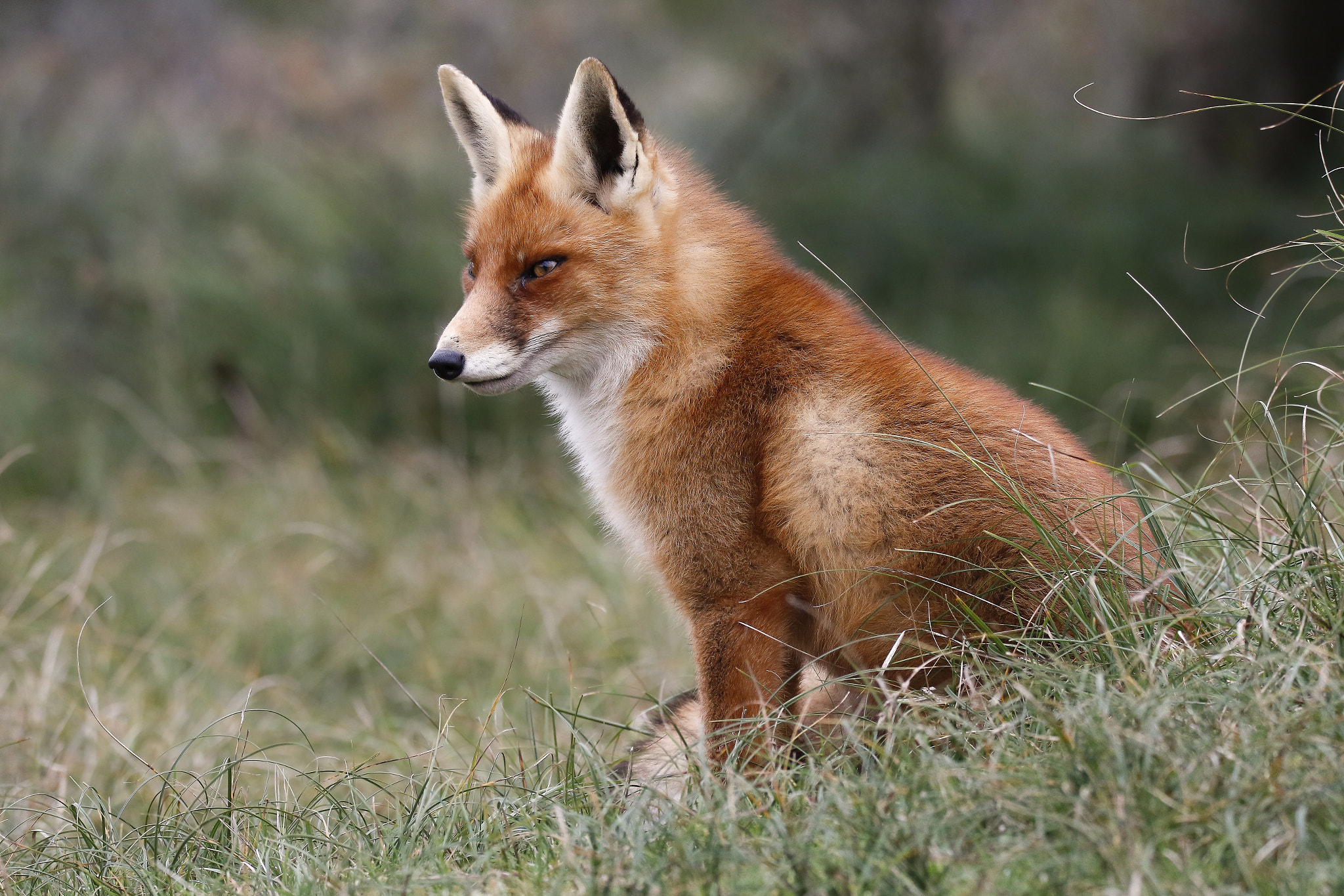 Sigma 150-600mm F5-6.3 DG OS HSM | C sample photo. Red fox photography