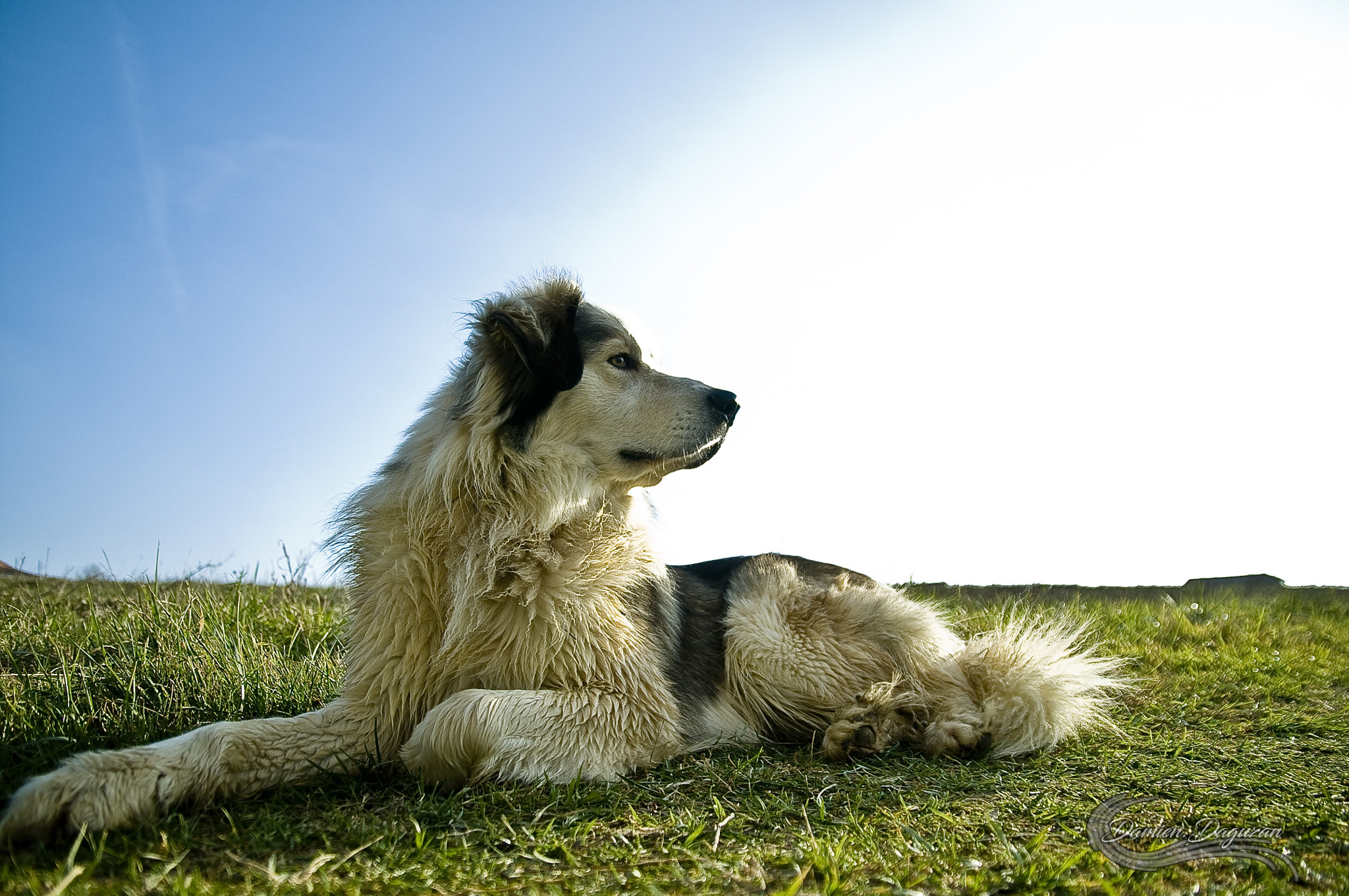 Nikon D300 sample photo. A dog watching the horizon photography
