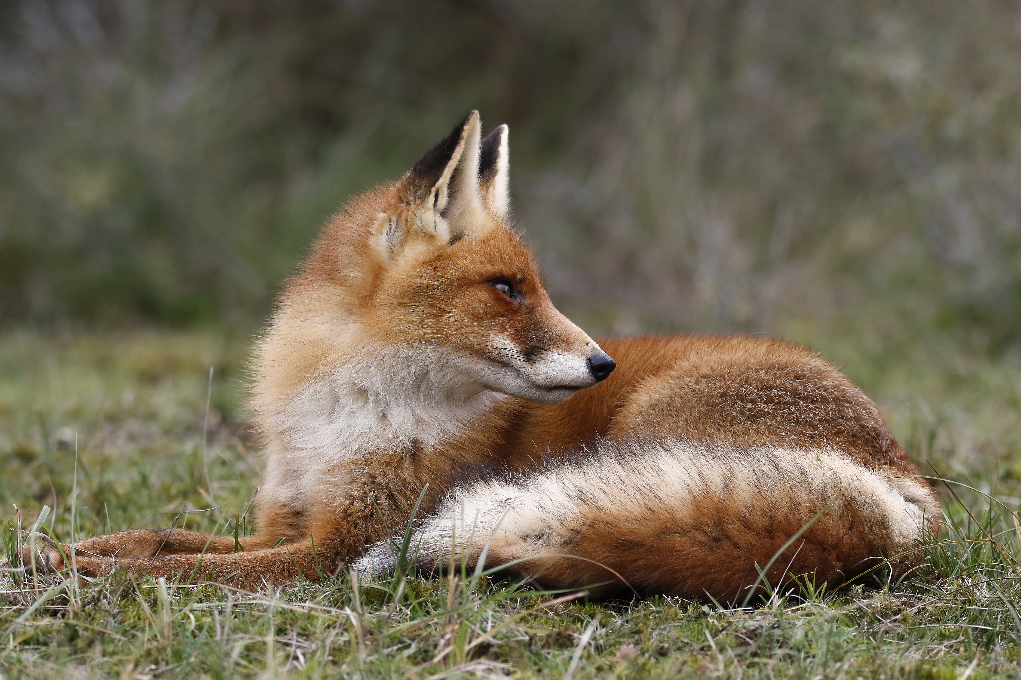 Sigma 150-600mm F5-6.3 DG OS HSM | C sample photo. Red fox photography