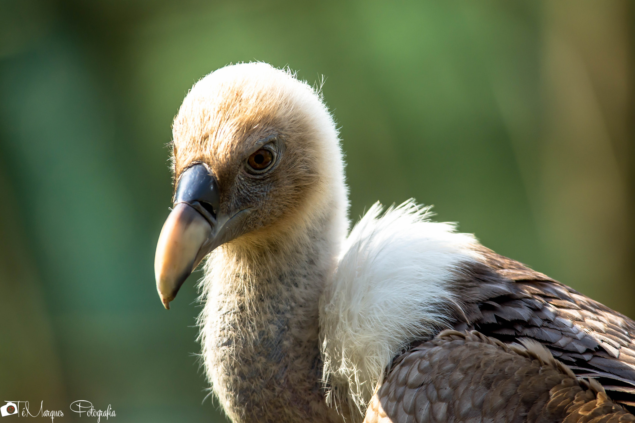 Sigma 150-500mm F5-6.3 DG OS HSM sample photo. Gyps fulvus photography
