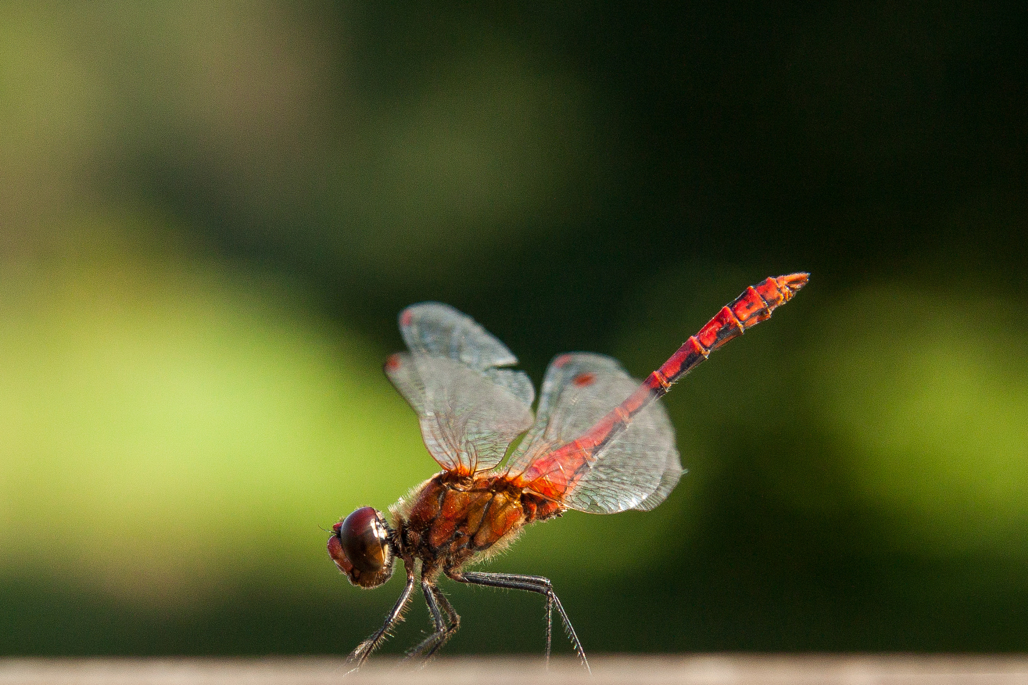 Canon EF-S 17-85mm F4-5.6 IS USM sample photo. Common darter photography