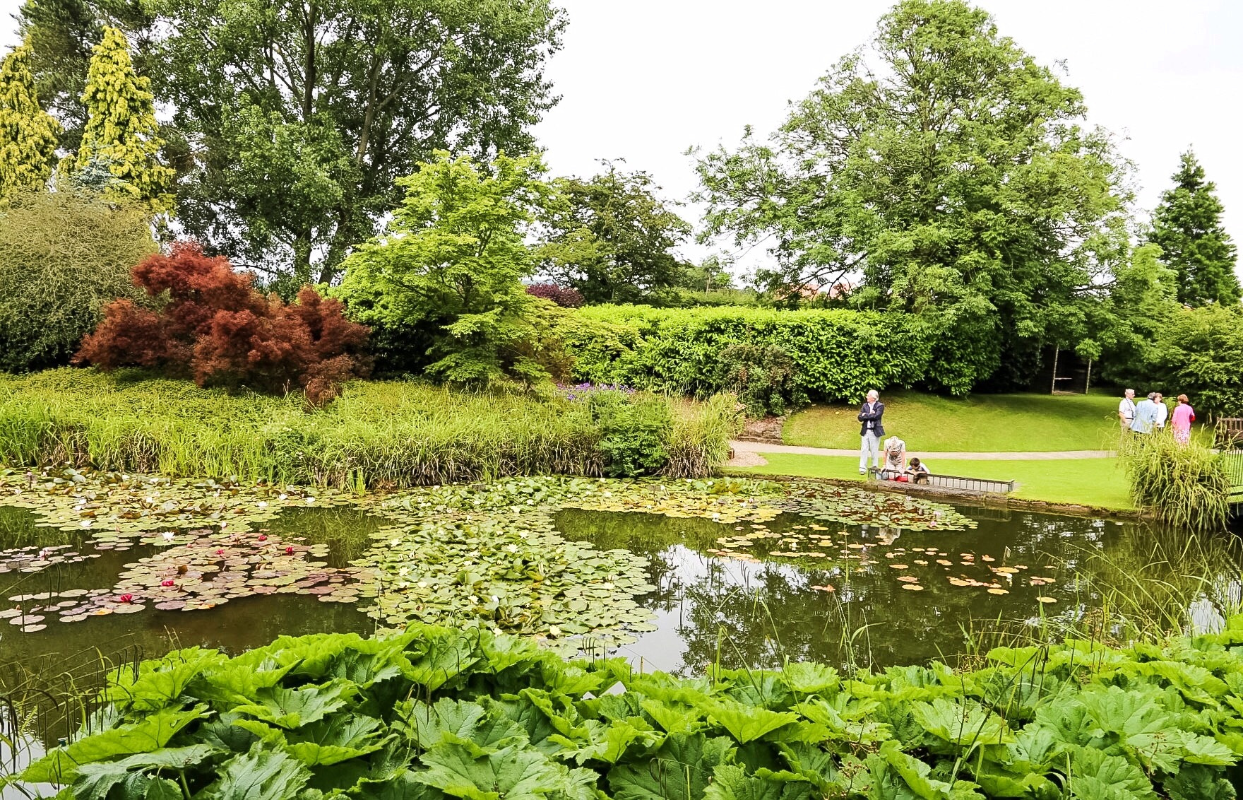 Canon EF 24-105mm F3.5-5.6 IS STM sample photo. Lily pond photography