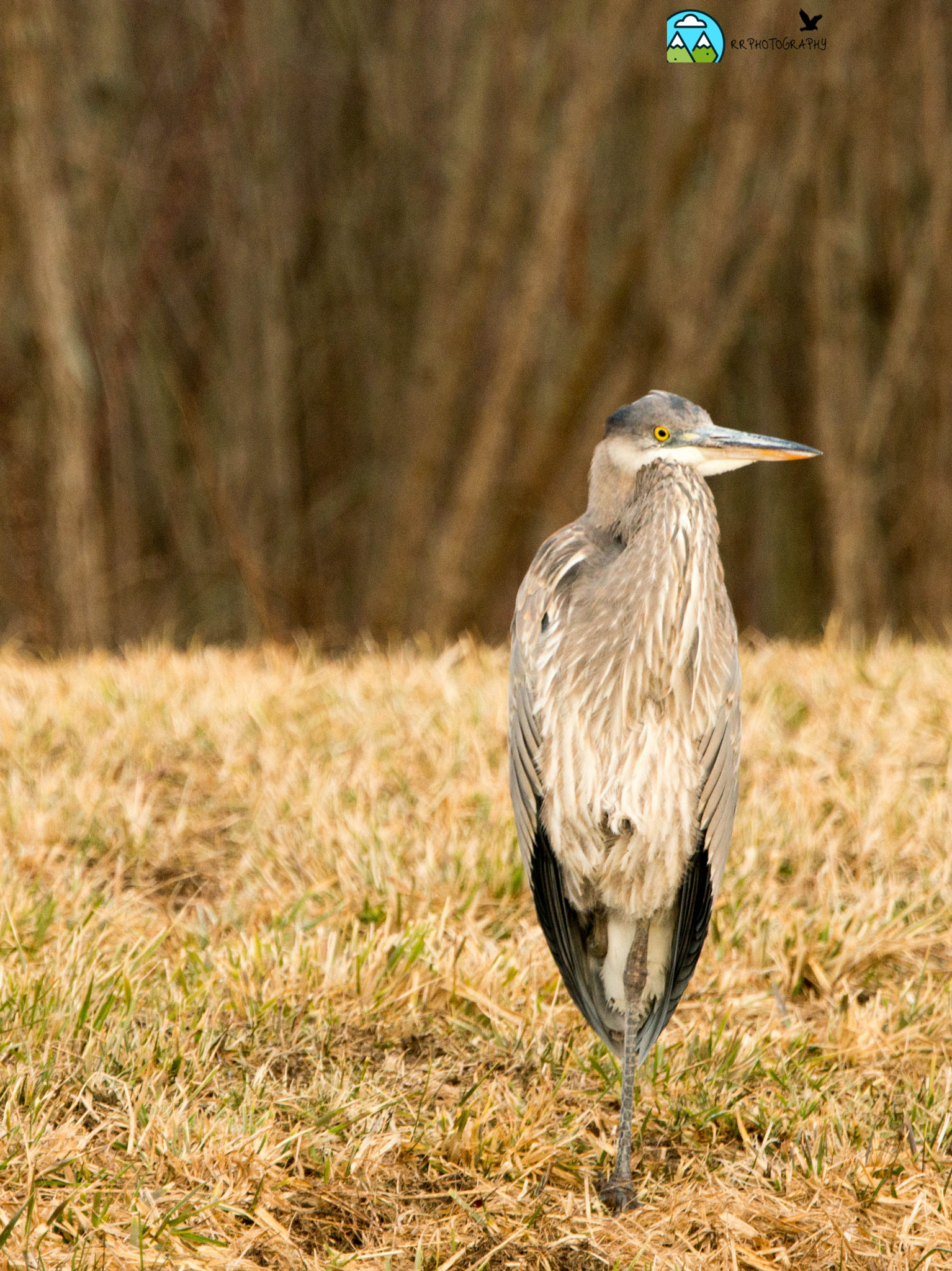 Nikon D800E sample photo. Ottawa_wildlife_refuge_21817 photography