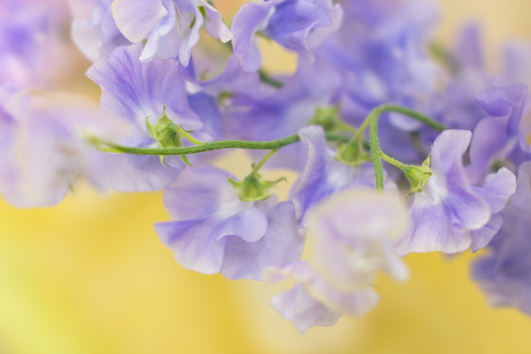 Sigma 50mm F1.4 EX DG HSM sample photo. Sweet pea  photography