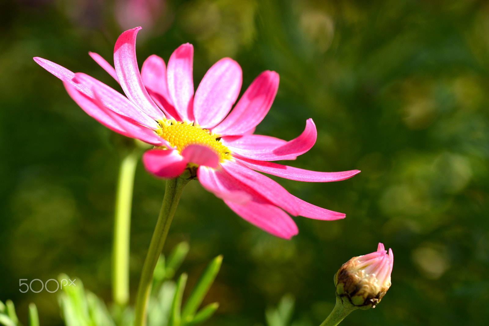 Nikon D600 sample photo. Sun is like spring. photography