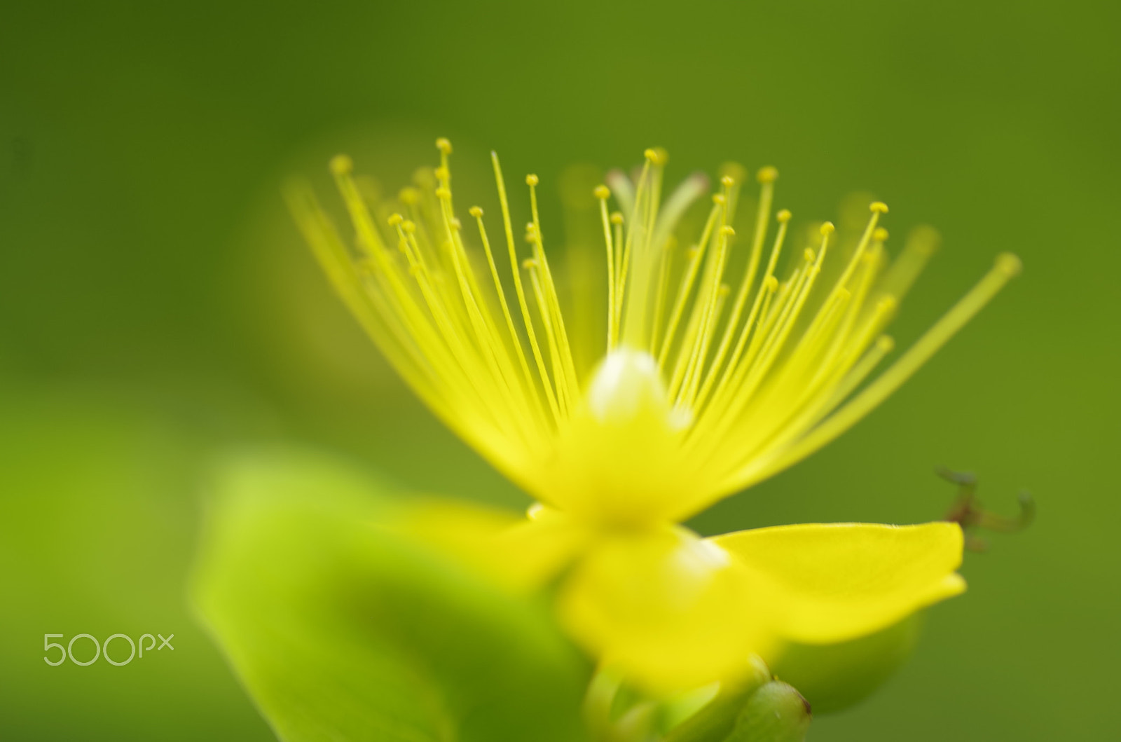 Pentax K-30 + Tamron SP AF 90mm F2.8 Di Macro sample photo. Yellow photography