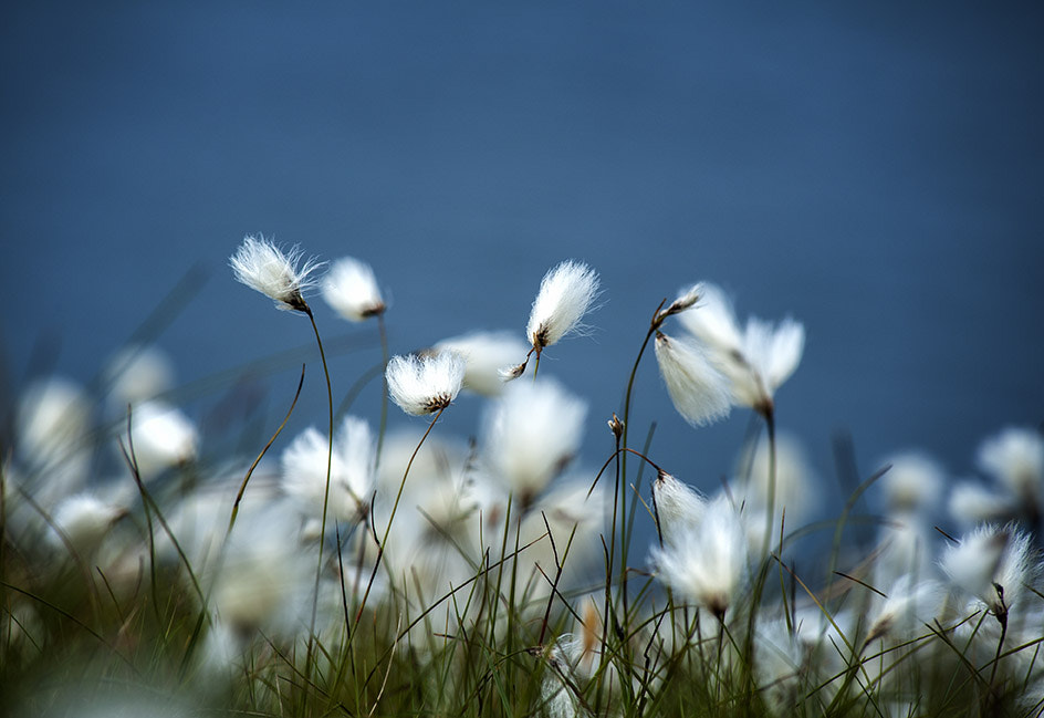Nikon D700 sample photo. Cotton grass photography