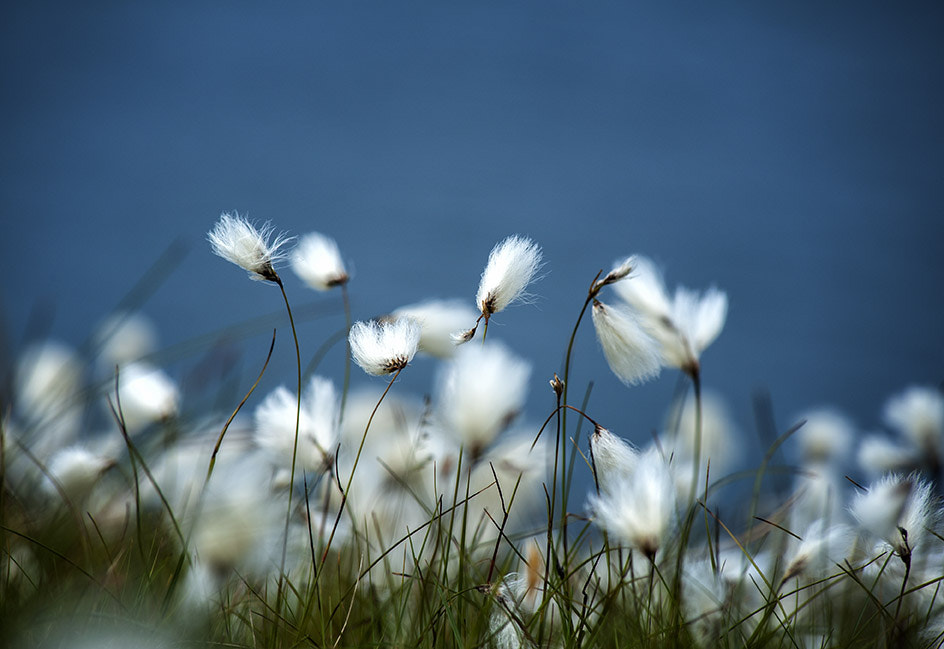 Nikon AF-Nikkor 80-200mm F2.8D ED sample photo. Cotton grass photography