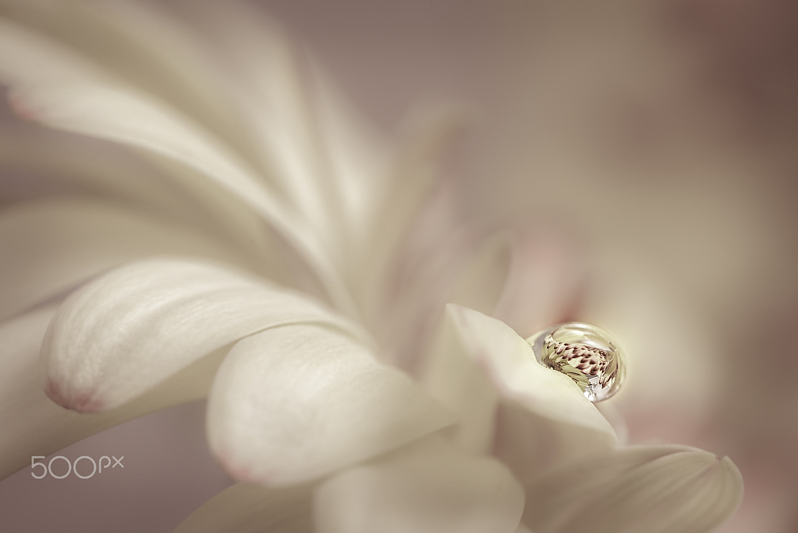 Nikon AF-S Micro-Nikkor 105mm F2.8G IF-ED VR sample photo. Leave me to dream photography