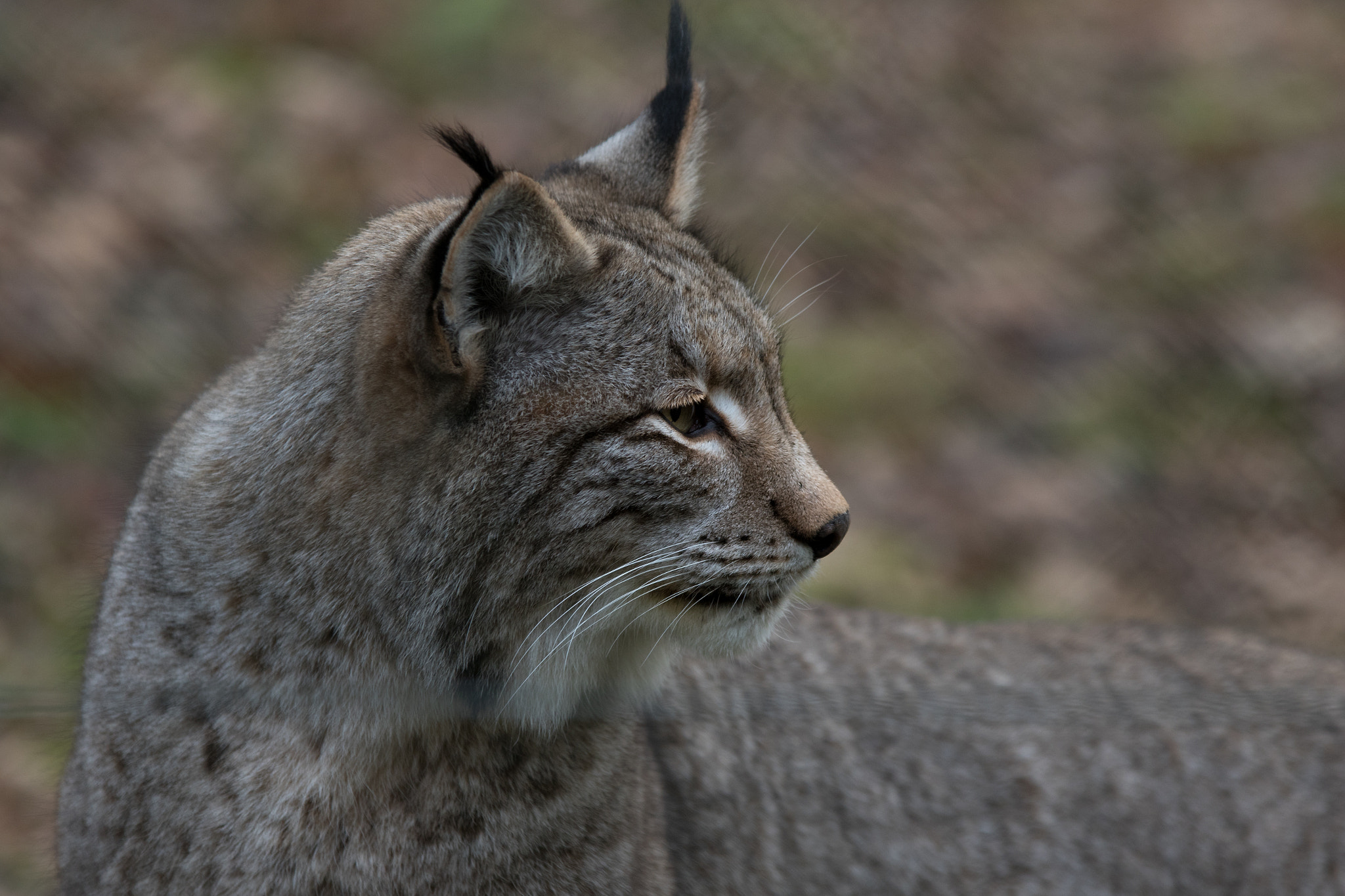 Sigma 70-200mm F2.8 EX DG OS HSM sample photo. Bobcat photography