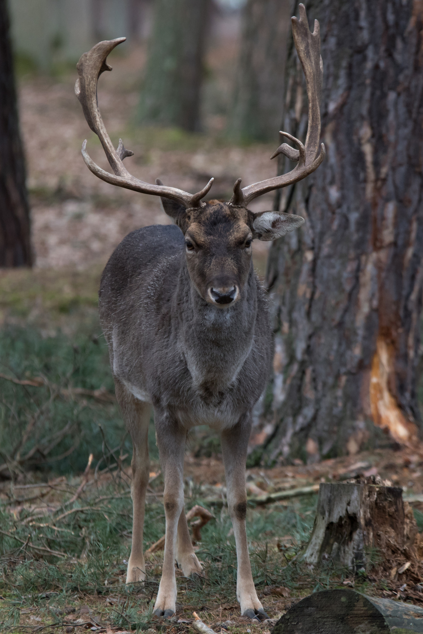 Canon EOS 7D Mark II sample photo. Deer photography