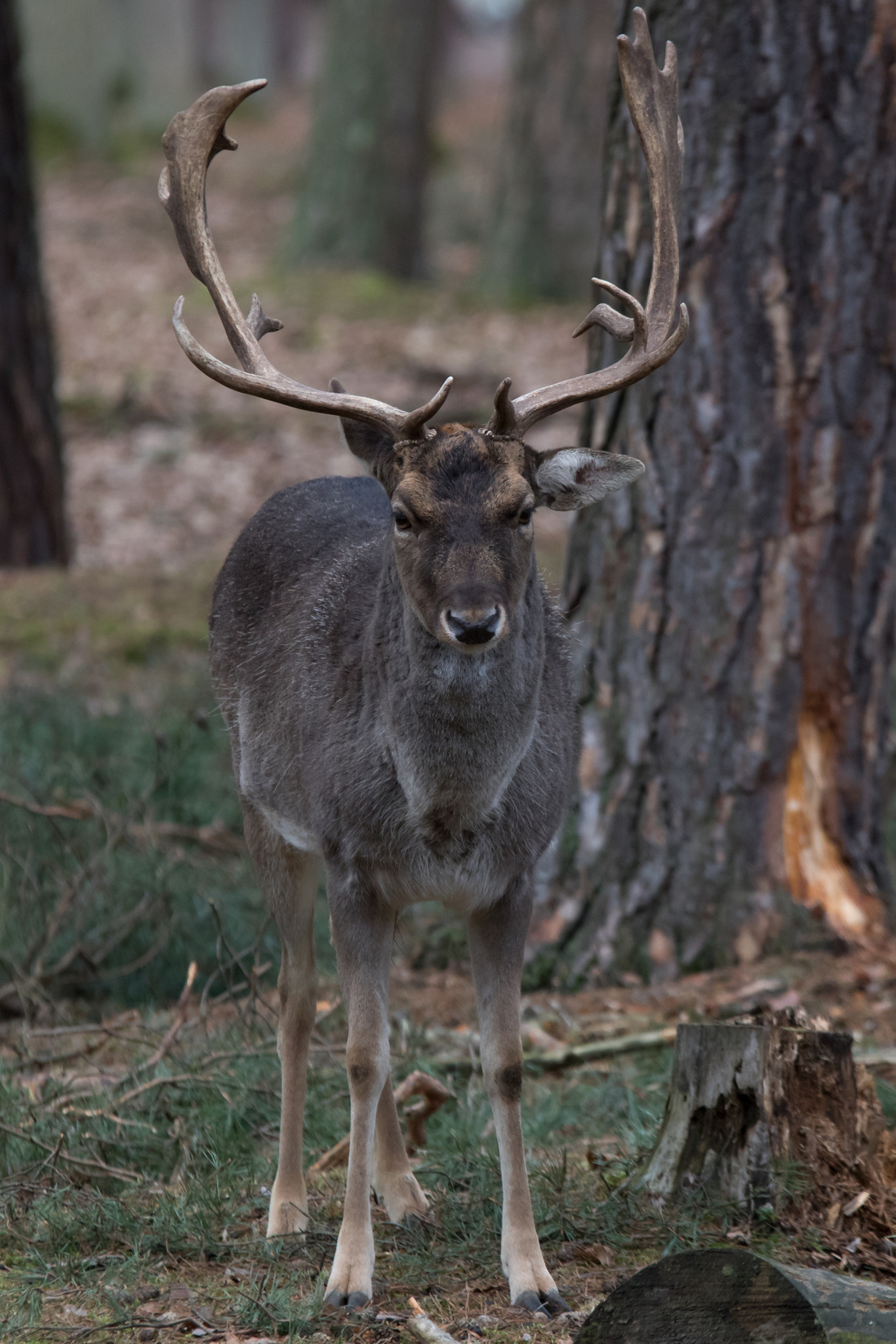 Sigma 70-200mm F2.8 EX DG OS HSM sample photo. Deer photography