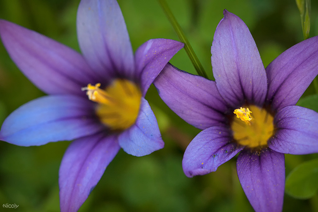 Canon EF 100mm F2.8 Macro USM sample photo. Impresionismo photography