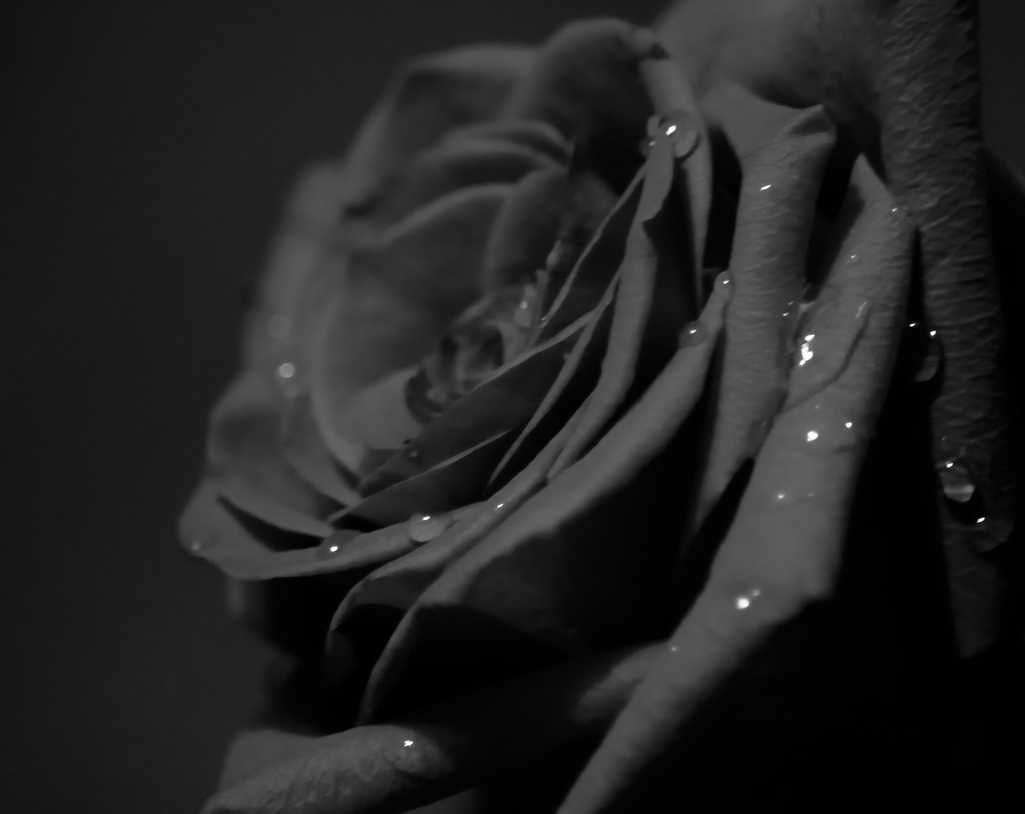 Nikon AF Nikkor 70-300mm F4-5.6G sample photo. Sad rose.... photography