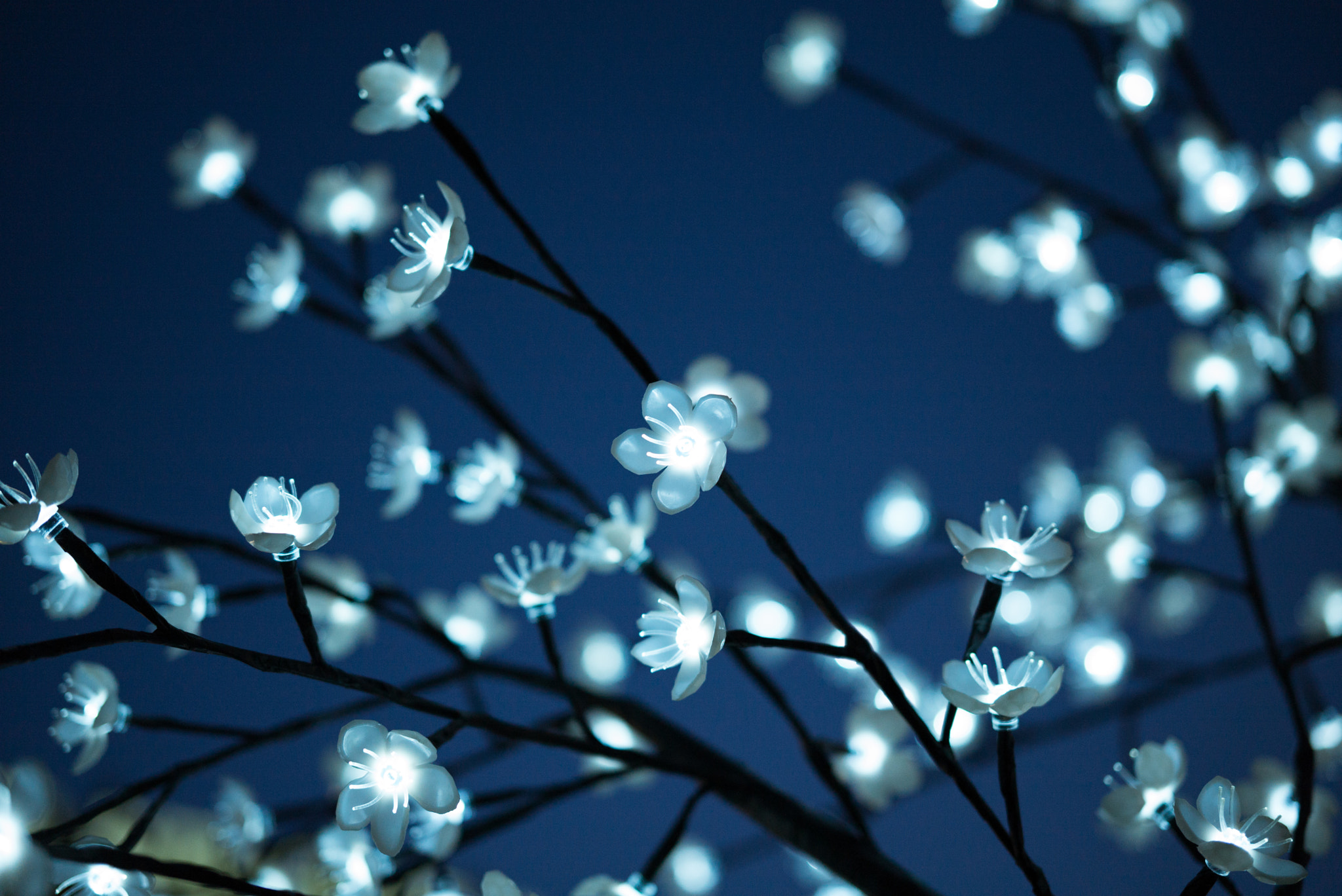 Leica APO-Summicron-M 50mm F2 ASPH sample photo. Glow photography
