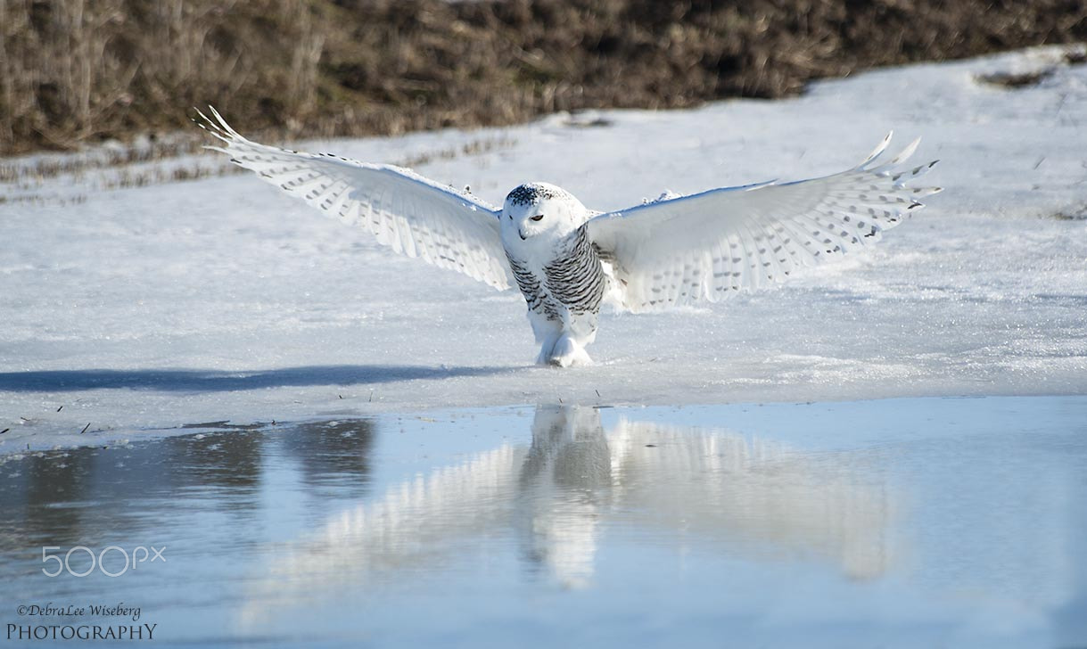 Nikon D700 sample photo. Wings wide open photography