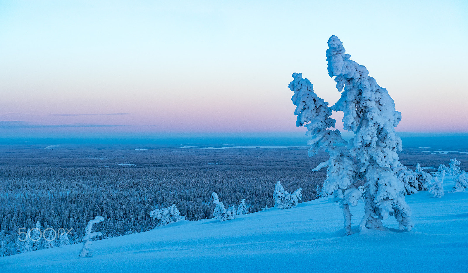 Nikon D5 sample photo. Tunturi forest sunset photography